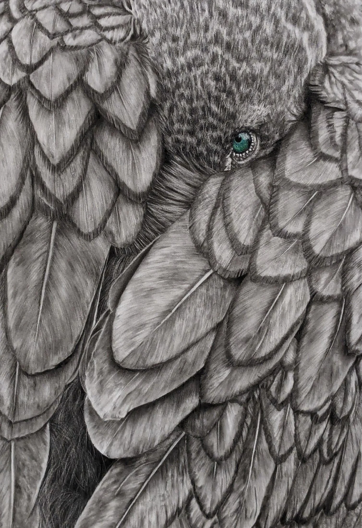 Hidden Gem
charcoal on paper 
53.5 x 35.7 cm / framed 76 x 59 cm 
$ 2,400