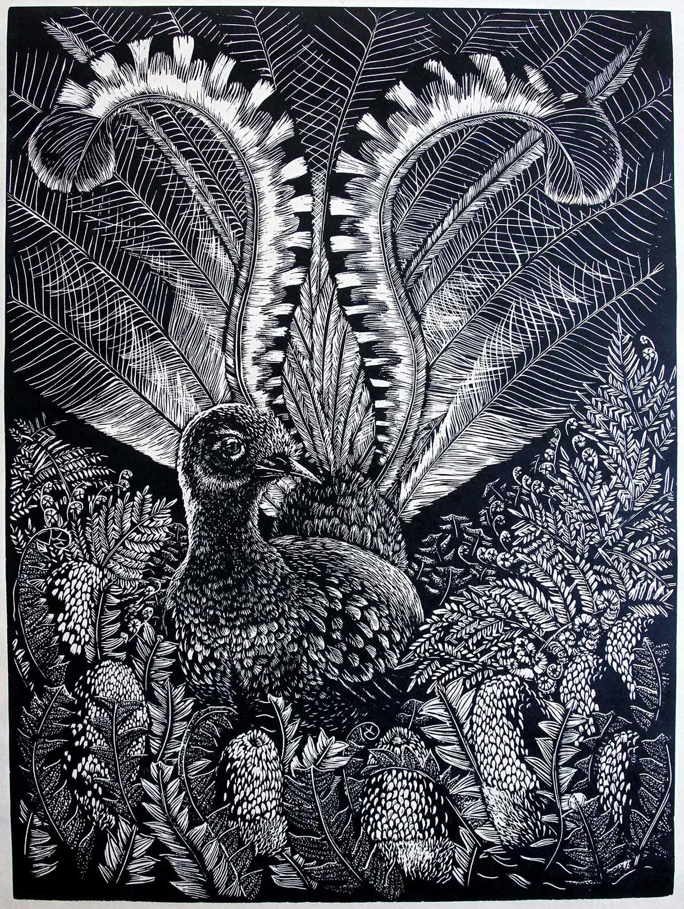 The Lyrebird
linoprint ed. 16/50
60 x 40 cm / framed 82 x 68 cm
$ 1,400 framed | $ 1,040 unframed