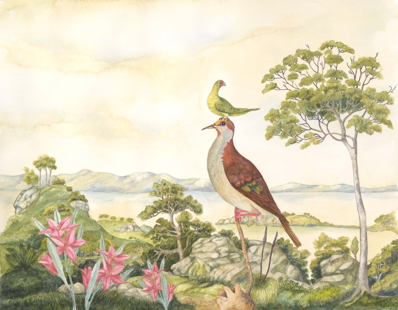 Antipodean Wonderland Tableaux Brush Bronzewing
2017
ink, watercolour & pencil on Arches paper
51 x 66 cm