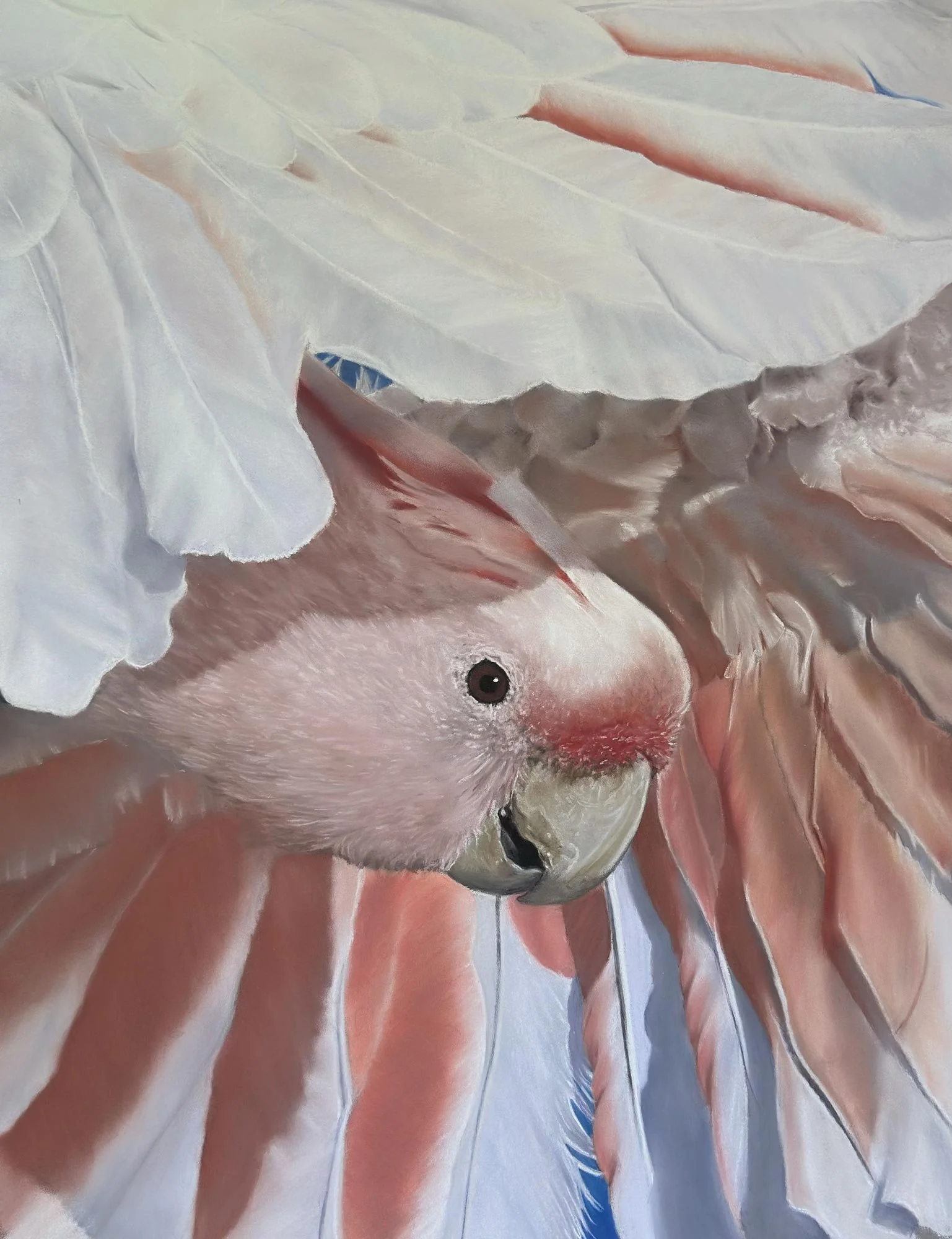 Seraphim
soft pastel
59.5cm x 44 cm / framed 80 x 65 cm