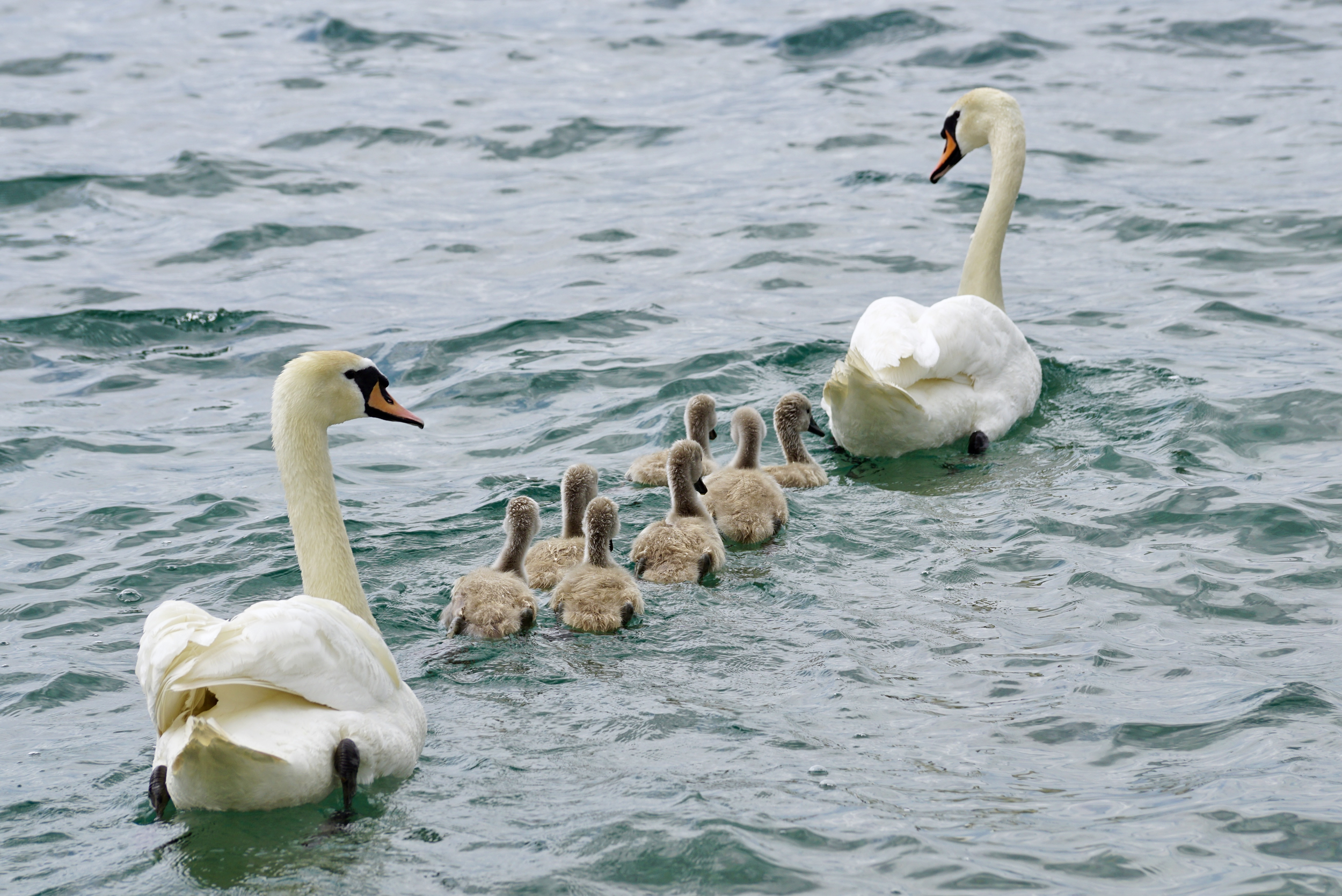 A family of swans swimming on the water, including adult swans and cygnets.