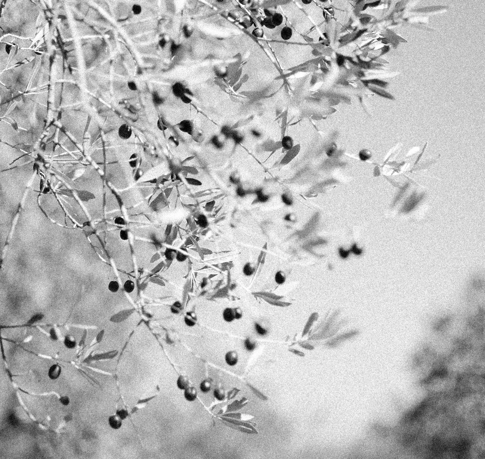 Black and white photo of a branch with small oval leaves and tiny round berries.