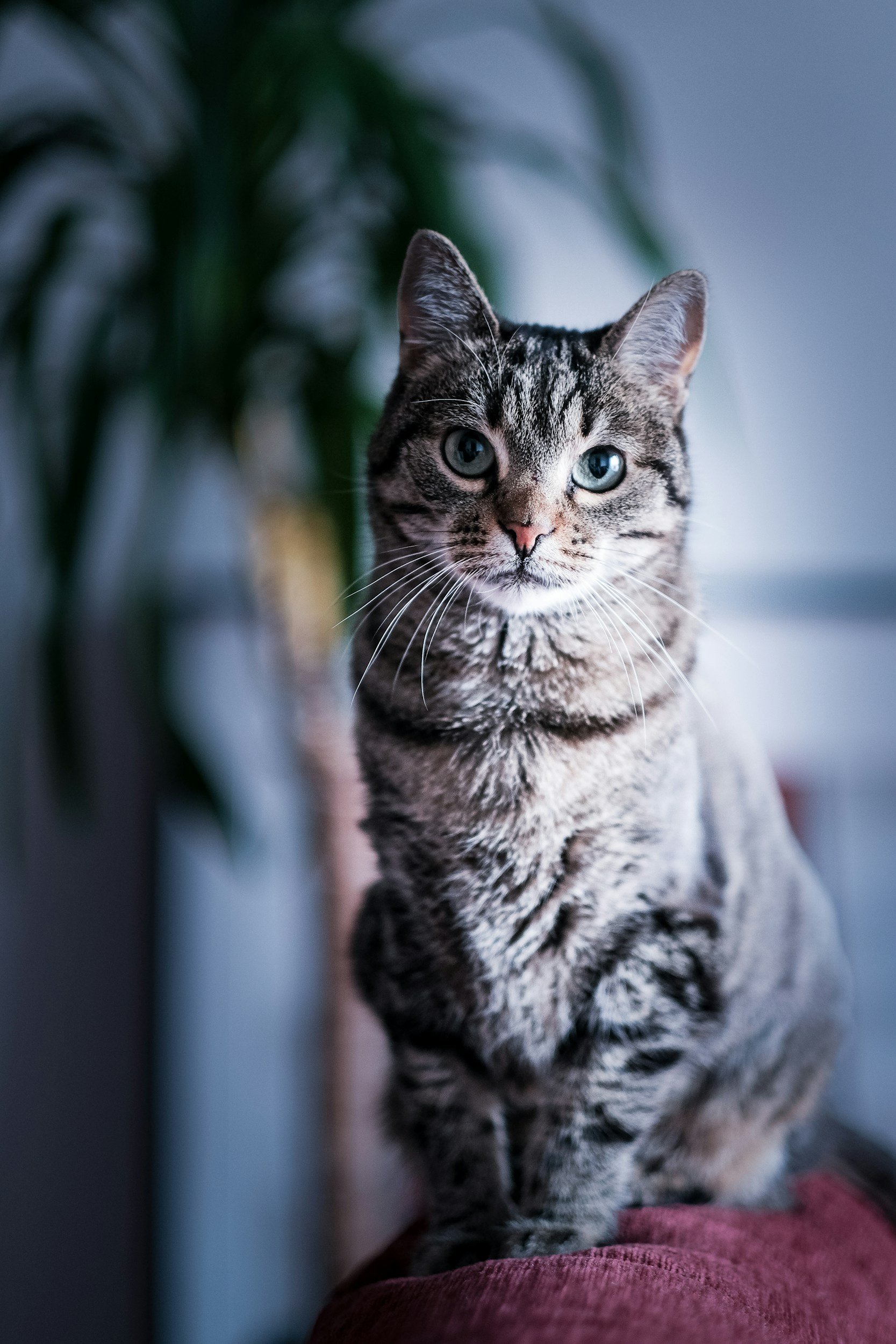 A gray tabby cat with green eyes looking directly at the camera, sitting on a person's lap. The background is blurred with dark green foliage and a blue wall.