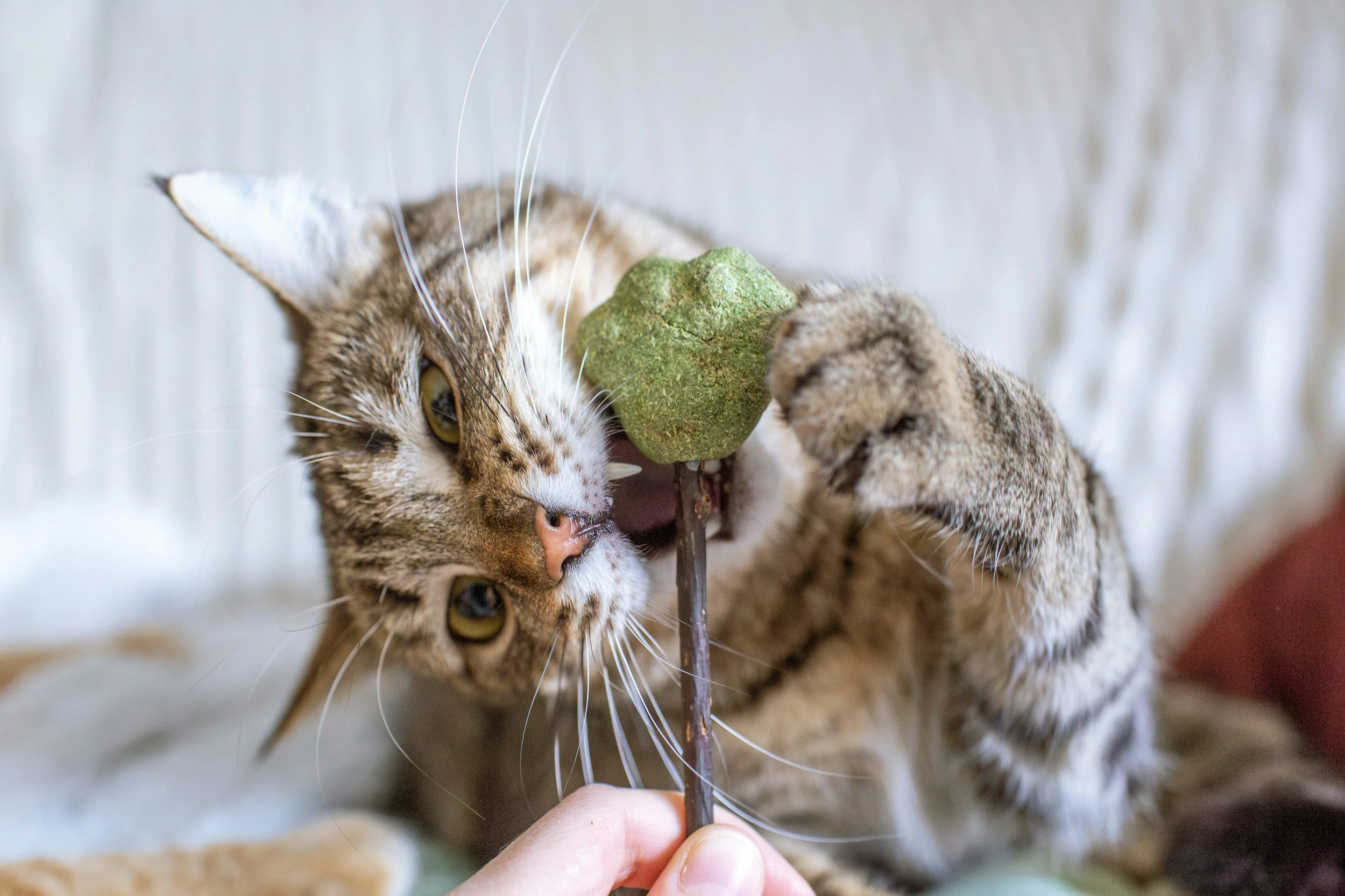 A close-up of a tabby cat with yellow eyes lying on the floor, playing with a person holding a green catnip toy on a stick.