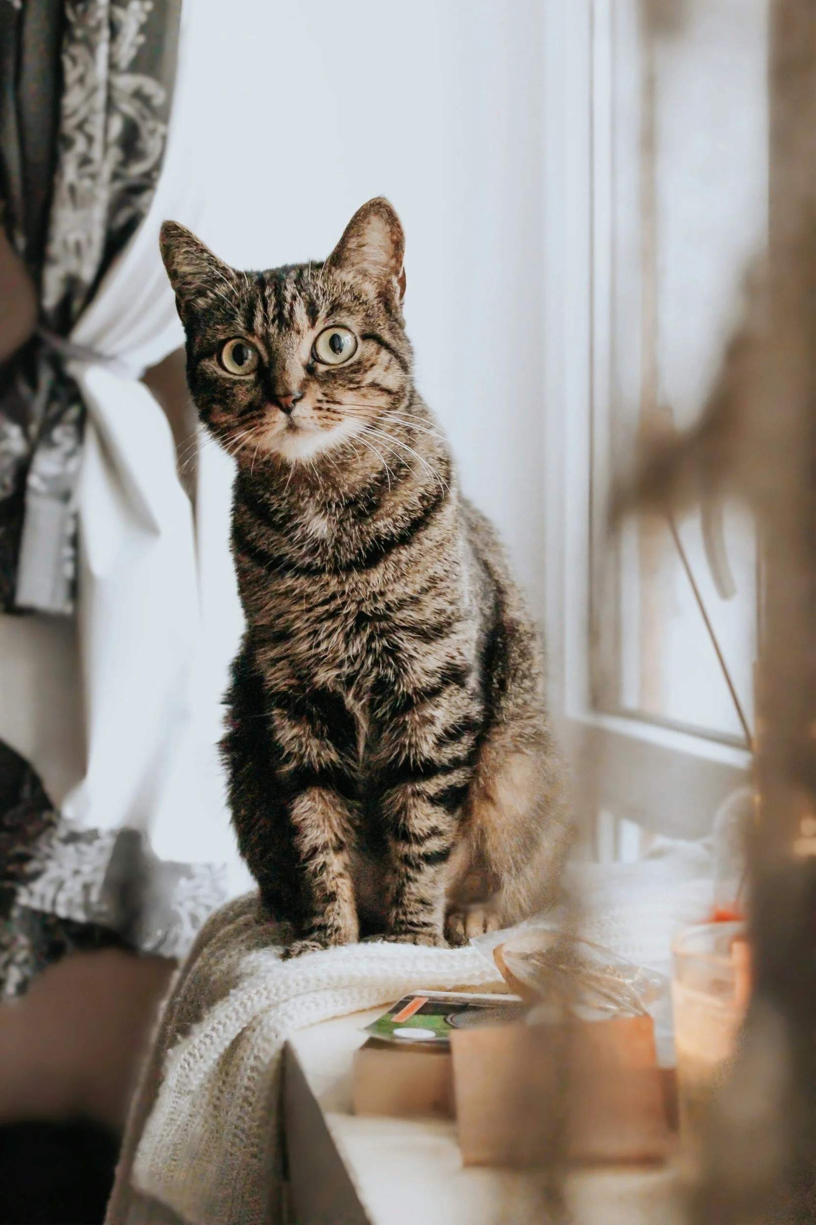 A tabby cat with large green eyes sitting on a white blanket on a windowsill, with curtains and some objects on the table nearby.