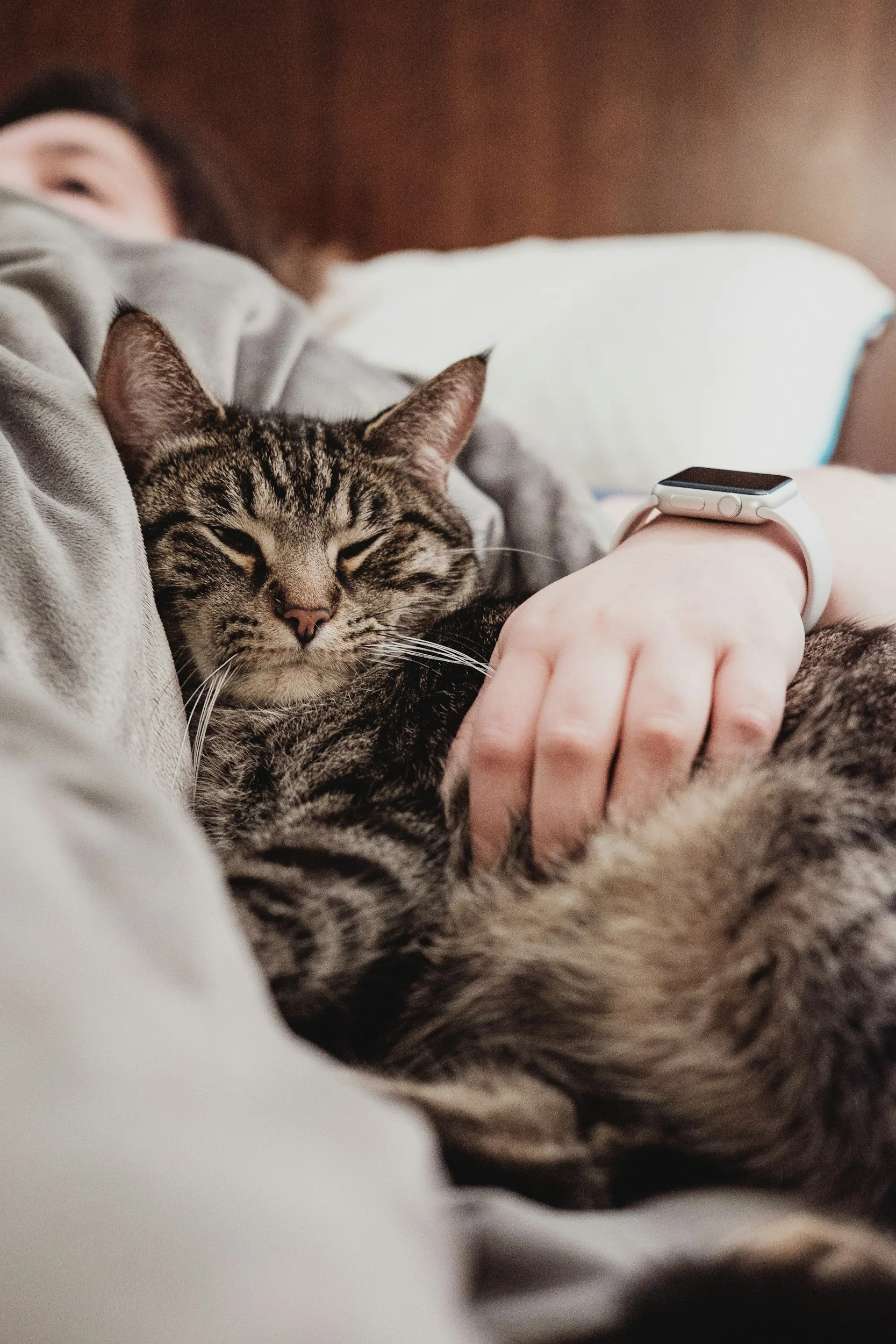 A person lying in bed with a tabby cat resting on them, wearing a white smartwatch, in a cozy room.