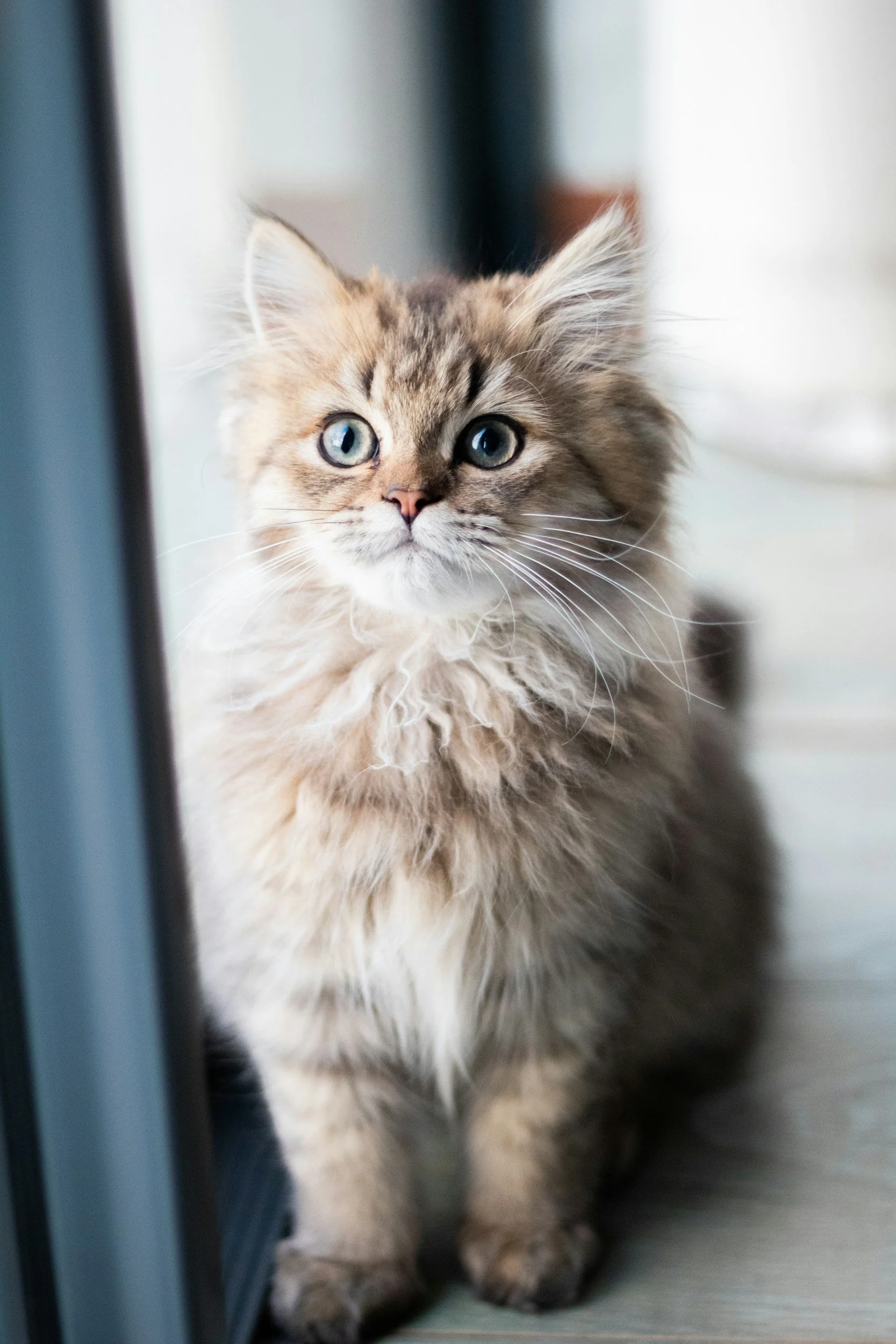 A fluffy kitten with blue eyes peering around a door frame.