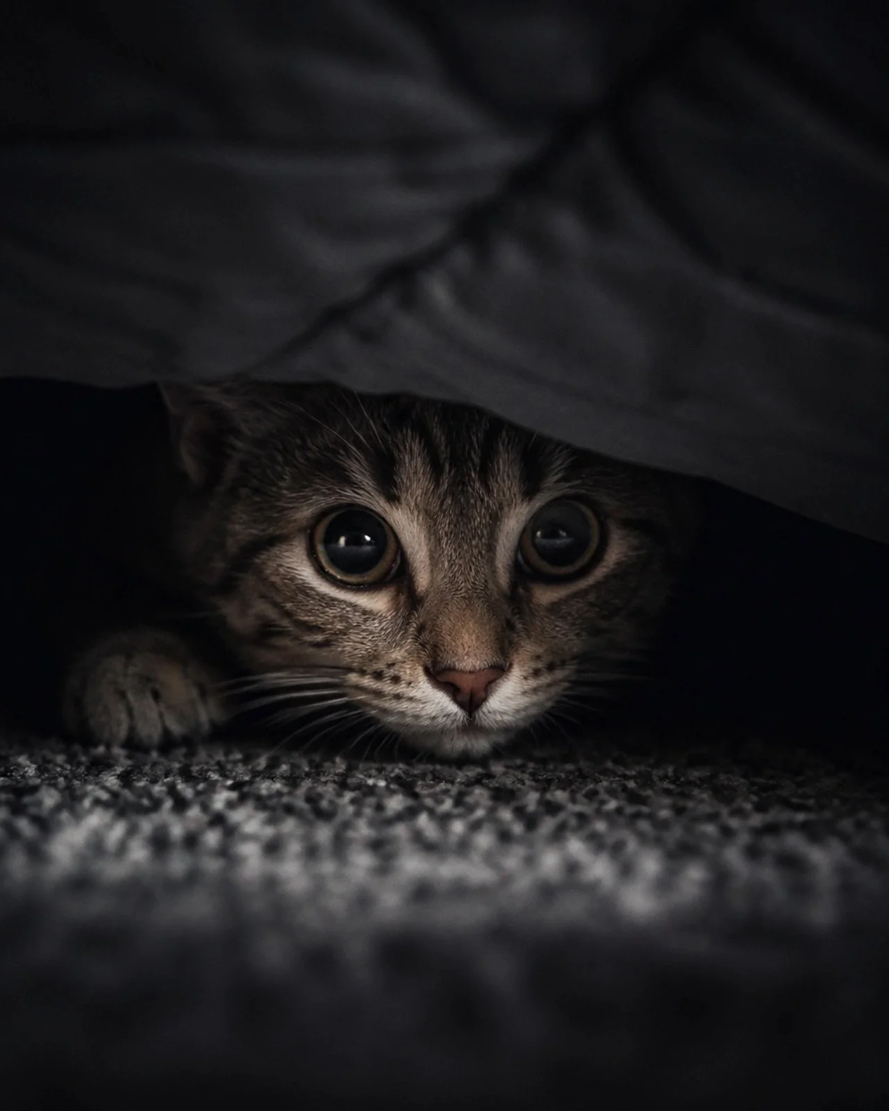 What Does "Welfare" Actually Mean for a Cat?