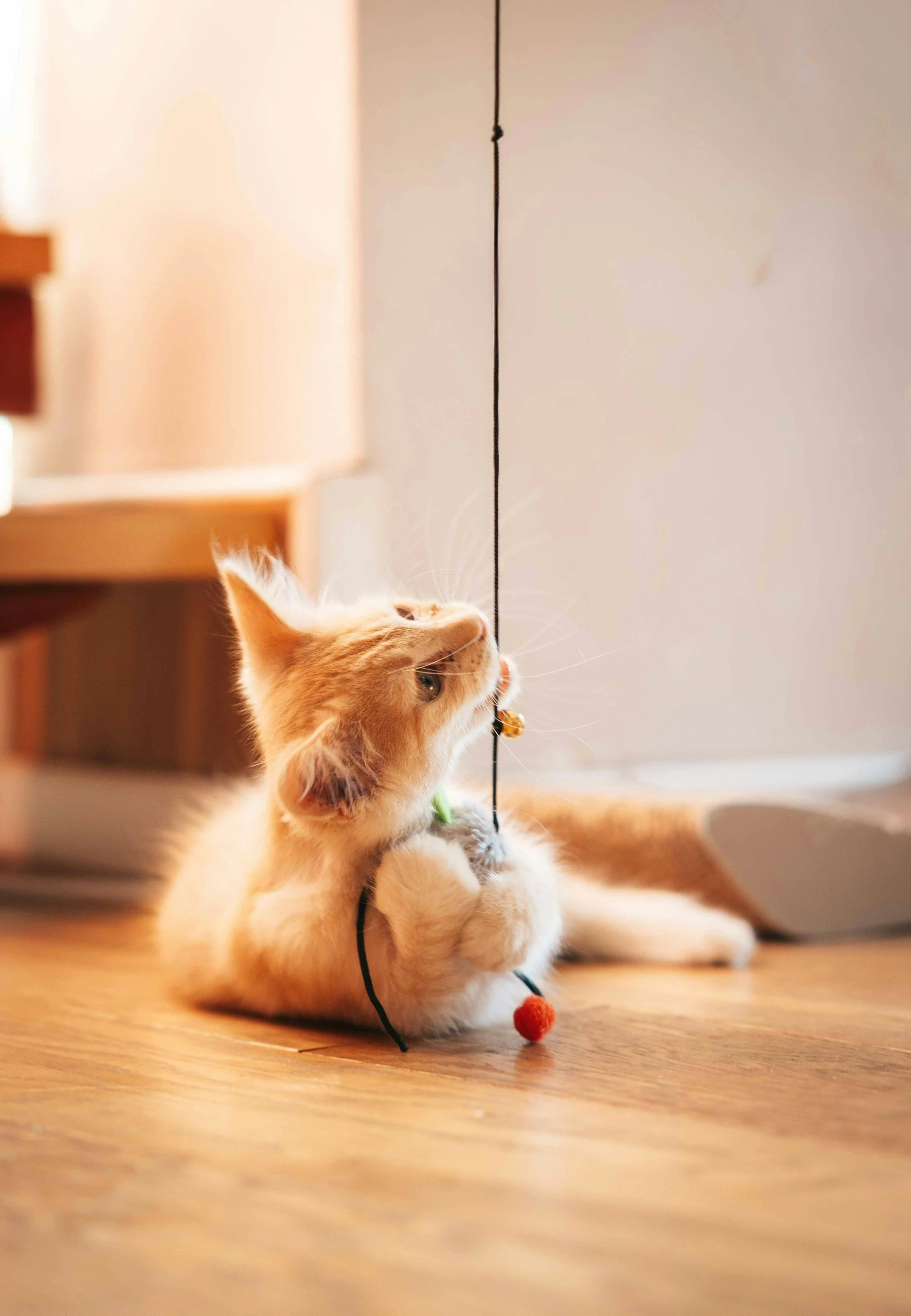 The 5 Types of Cat Play Every Owner Should Know (And Why They Matter)