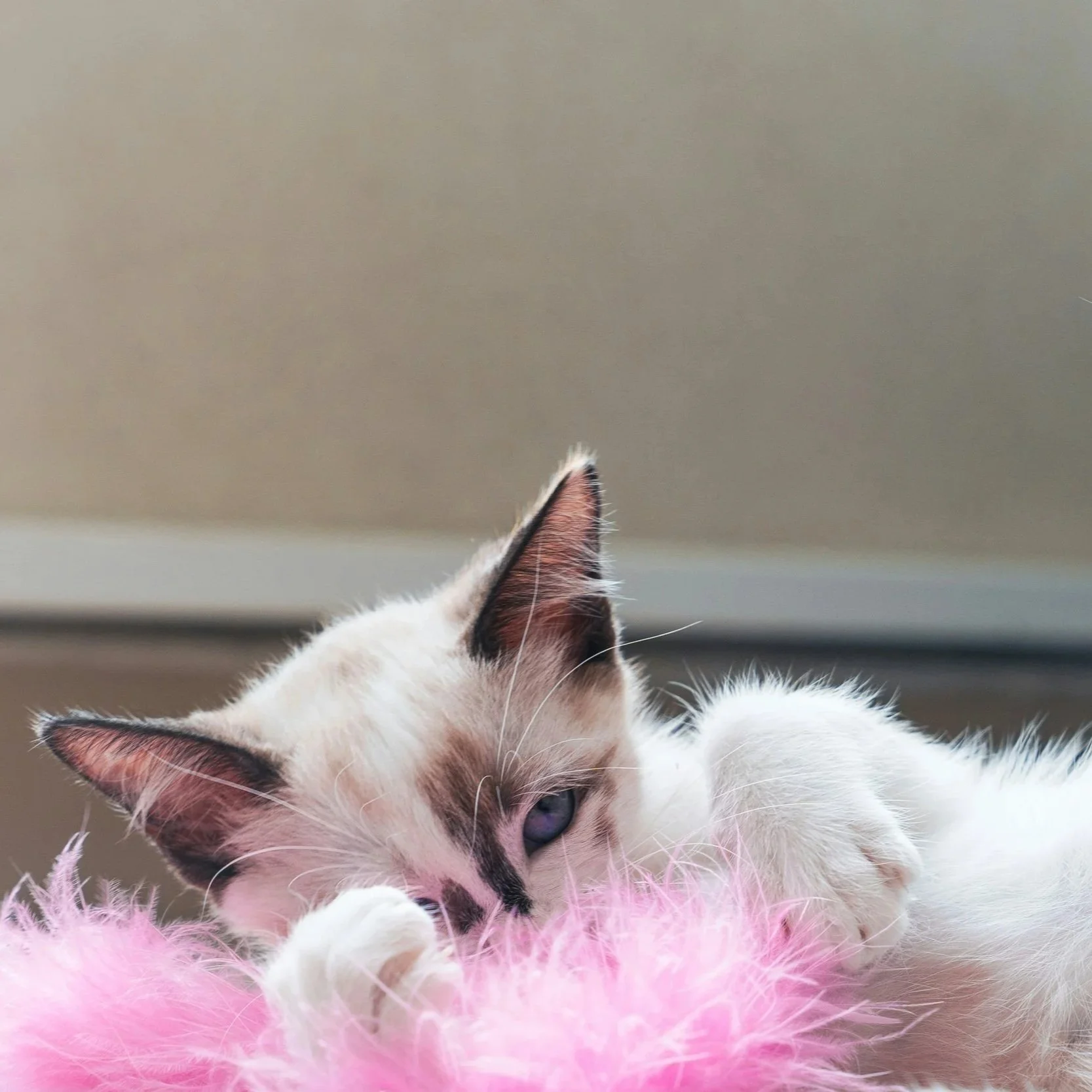Should You See a Vet, a Cat Behaviourist, or Both? How to Decode Your Cat’s Behaviour Signals