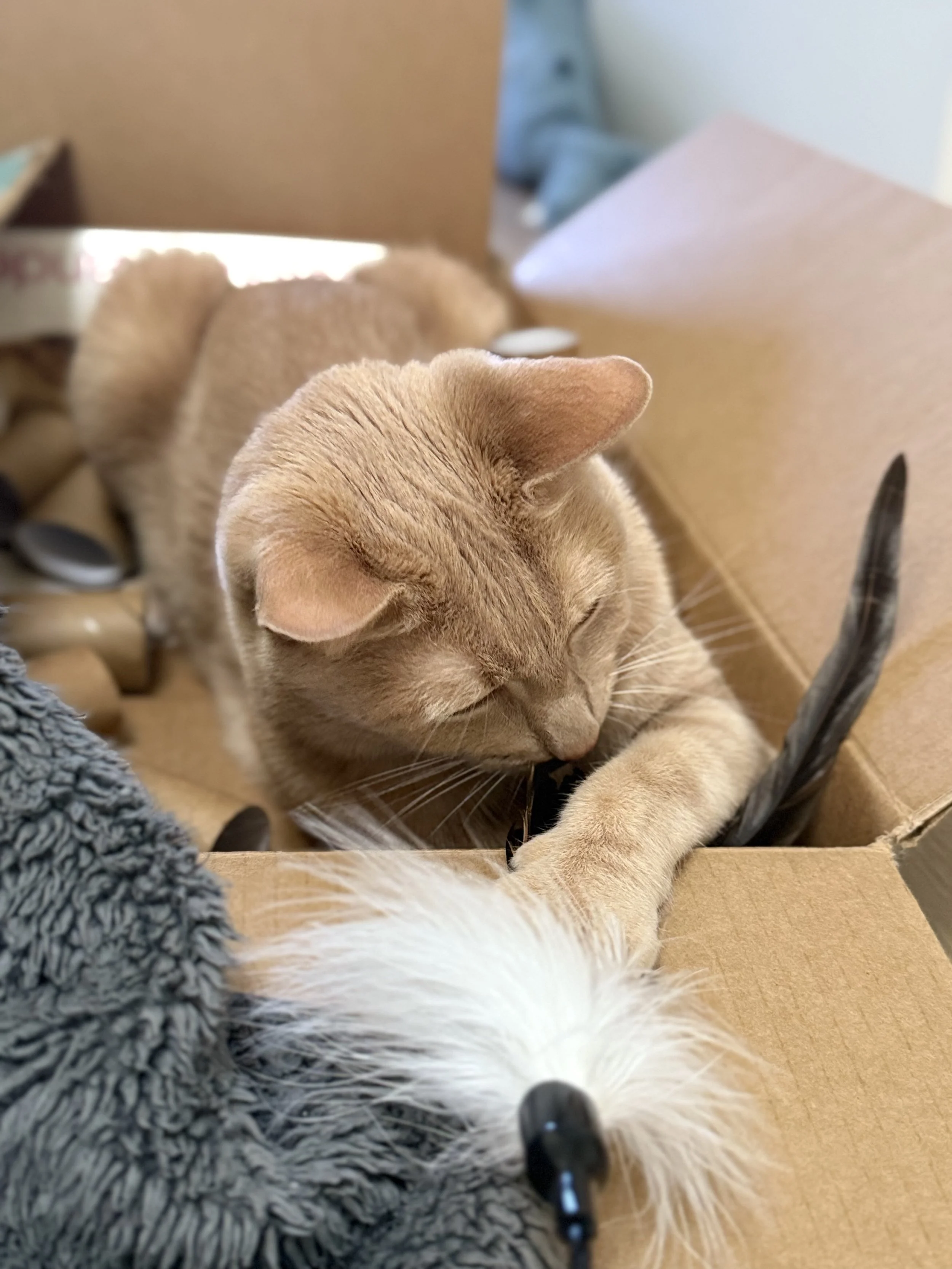 Leigh's cat Kai. A ginger cat laying inside a cardboard box, napping with its eyes closed, surrounded by other objects and possibly other pets.