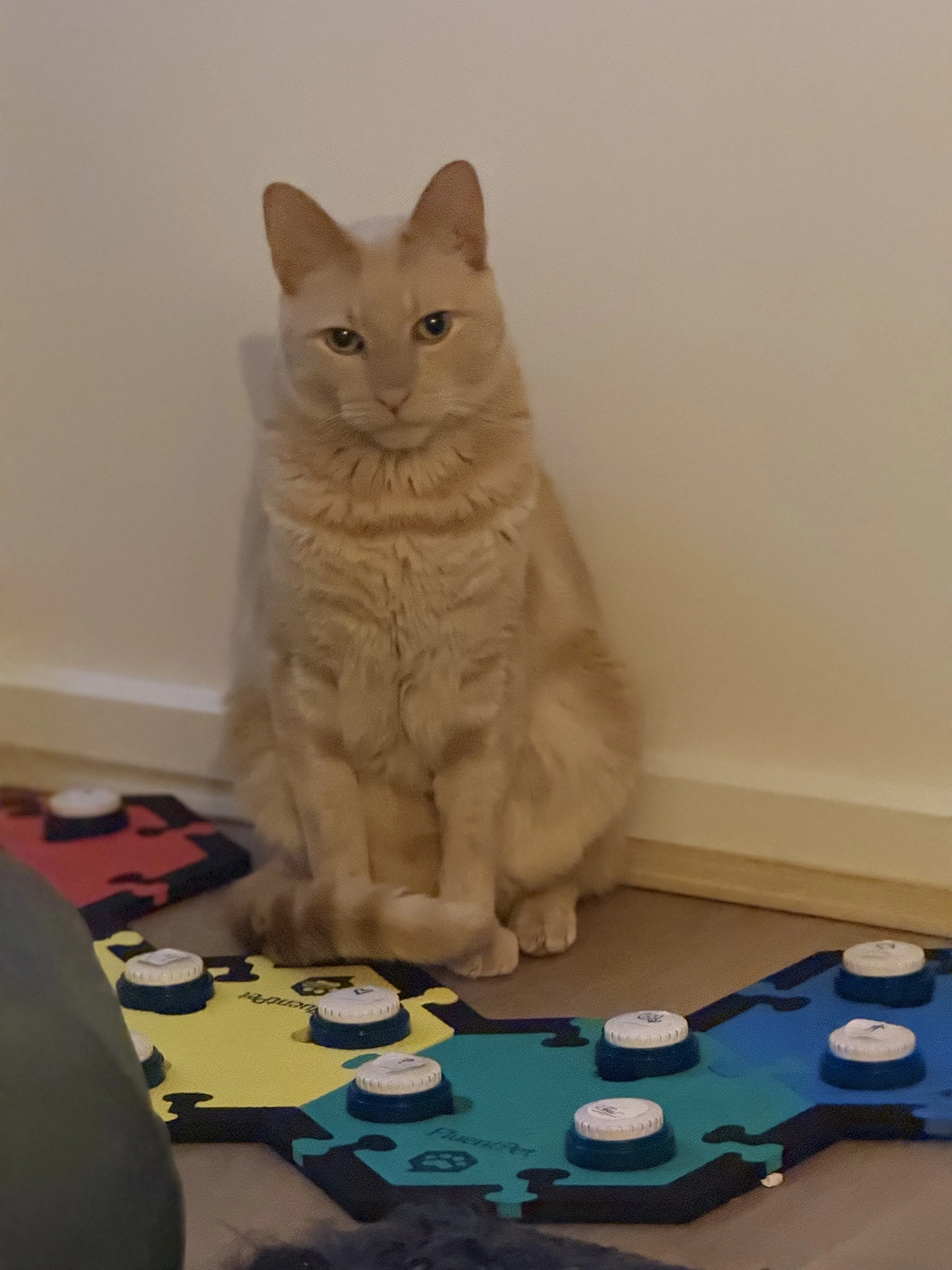 Leigh's cat Kai in front of cat talk buttons (ACI).