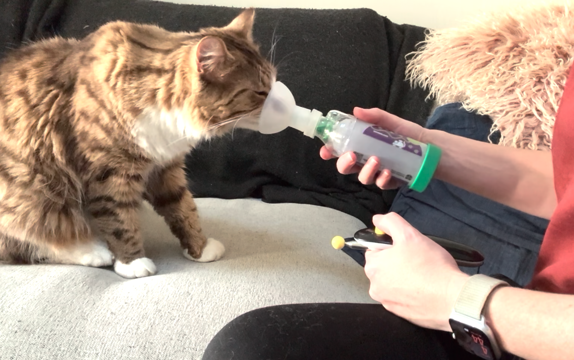 Leigh working with Apollo to practice his puffer inhaler, Apollo has feline asthma.