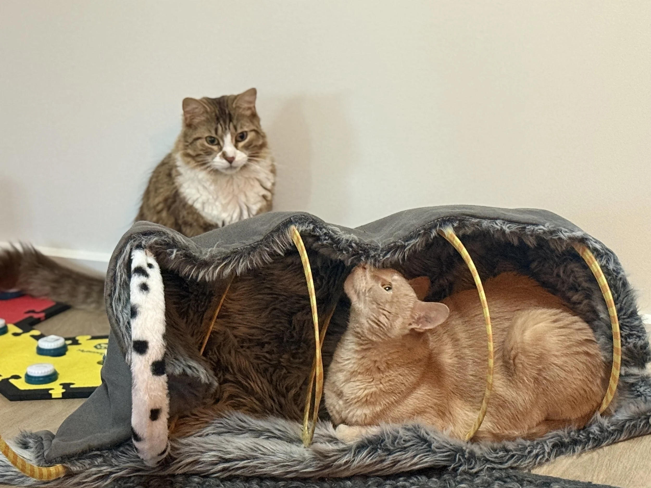 Leigh's cats Kai and Apollo playing. The scene includes toys and items on the floor, indicating a playful environment for pets.