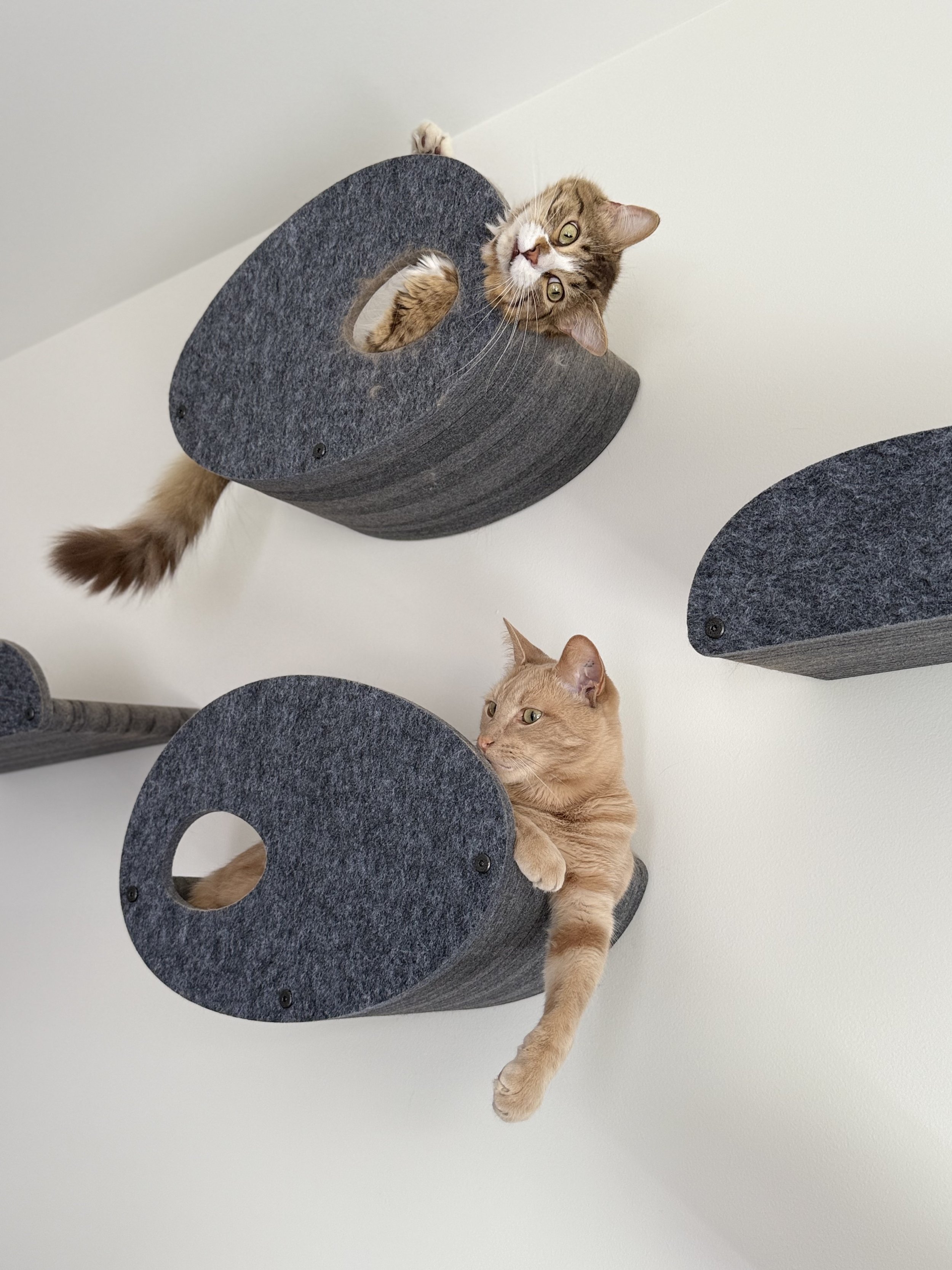 Leigh's cats Kai and Apollo, resting on modern gray shifting wall shelves.