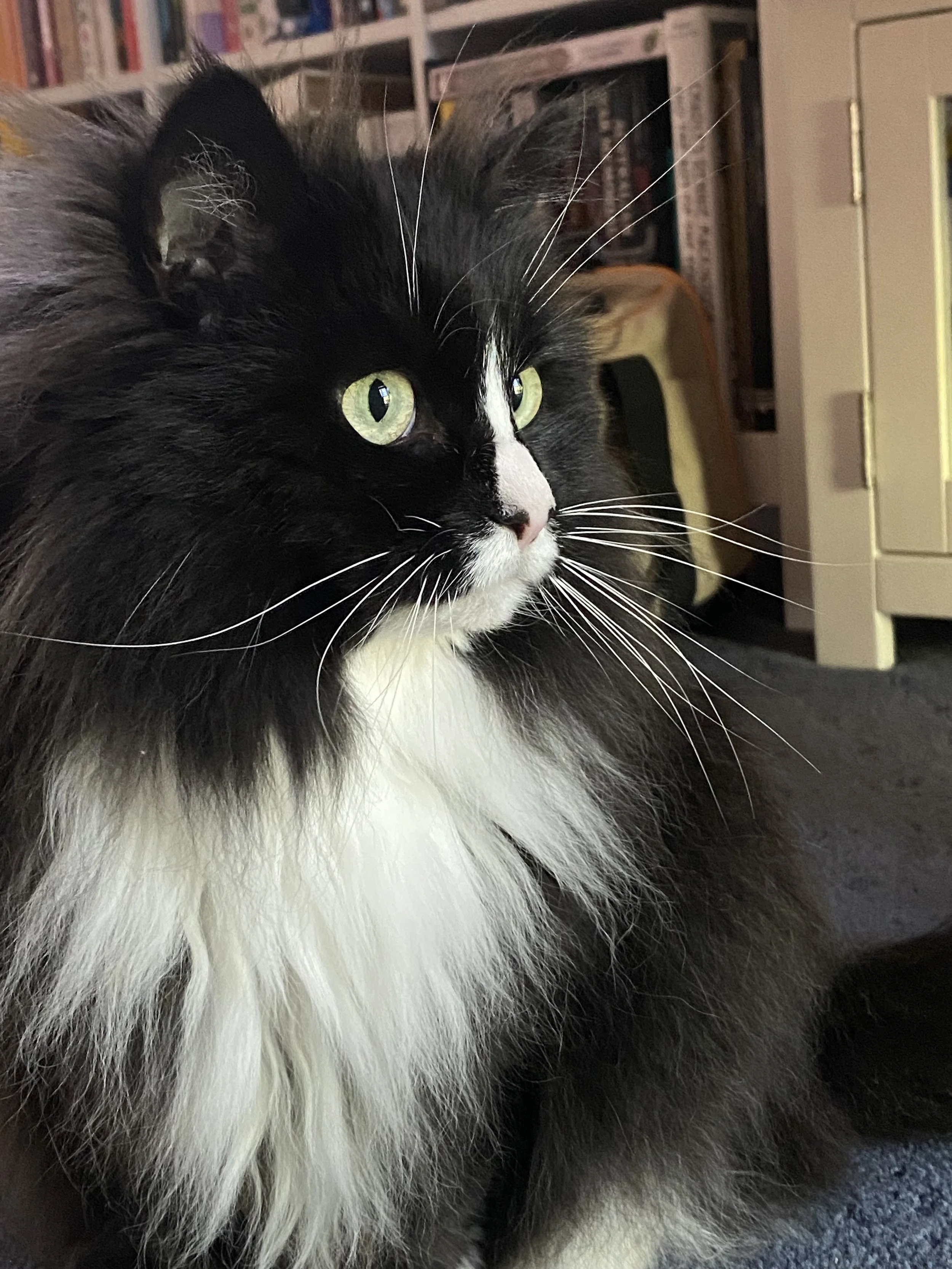 A black and white long-haired cat with green eyes sitting on a dark carpet.
