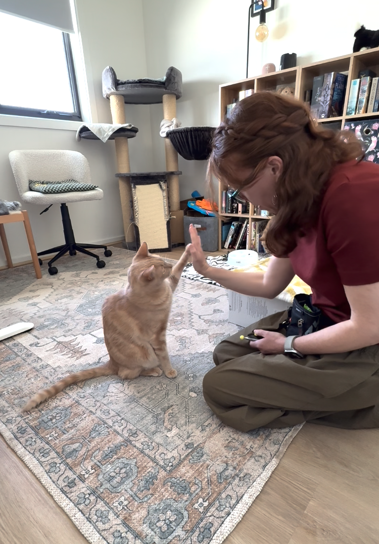 Leigh working with Kai on clicker training, high five.