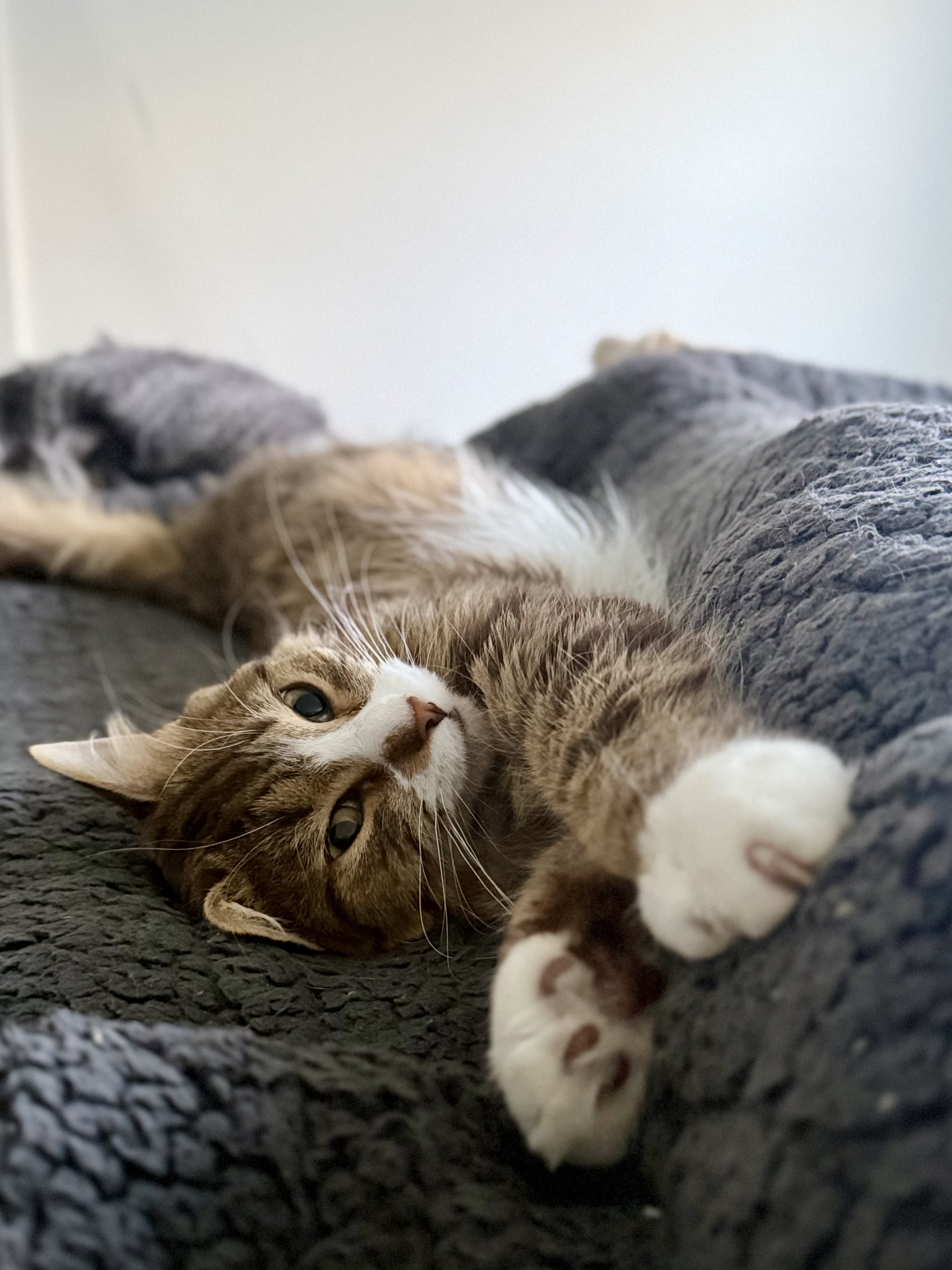 Leigh's cat Apollo, A tabby cat with green eyes lying on a textured dark gray surface, looking relaxed.