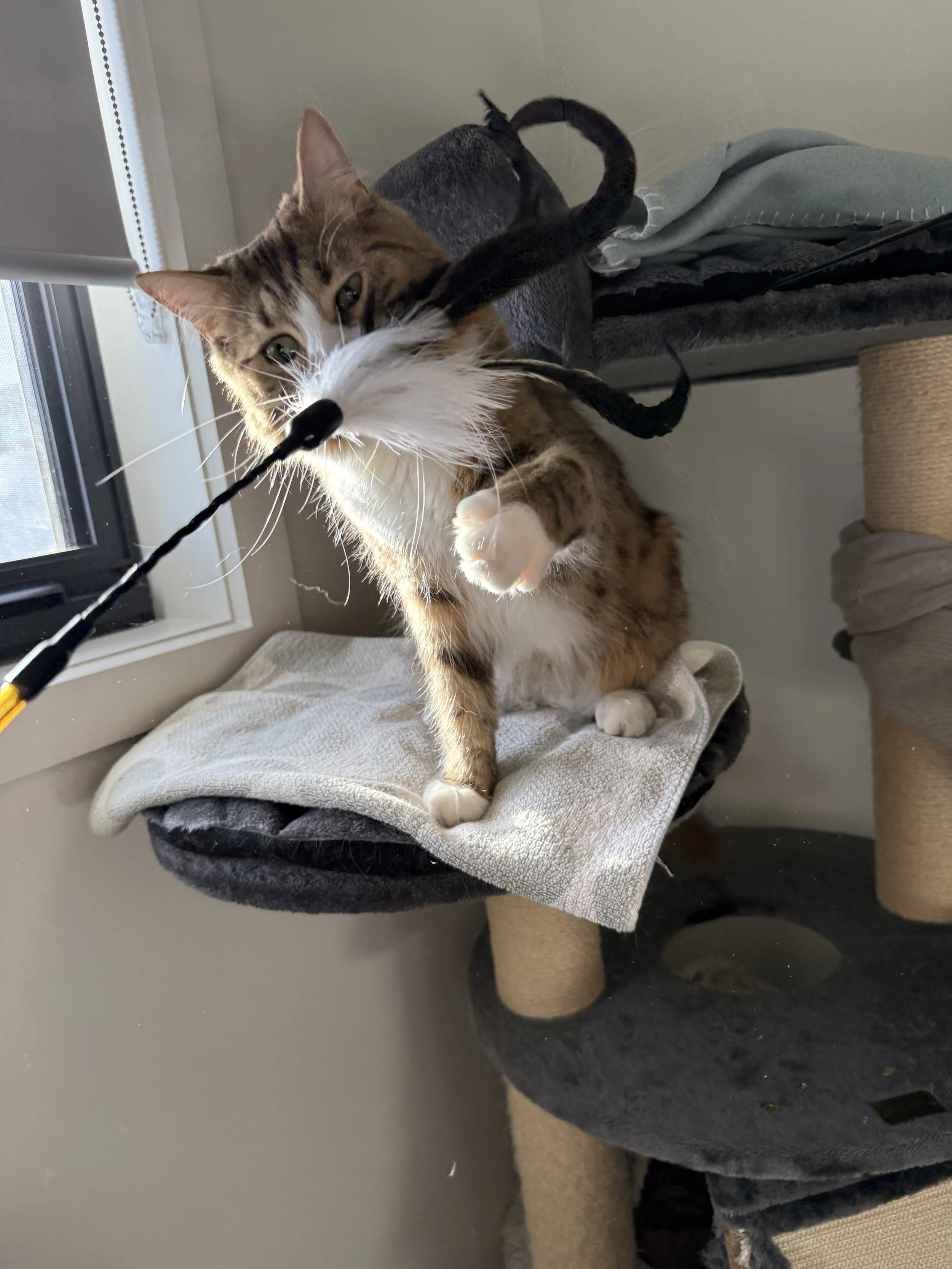 Leigh's cat Apollo, A tabby and white cat standing on a soft pad, playing with a black string toy, near a window with blinds and a grey wall in the background.