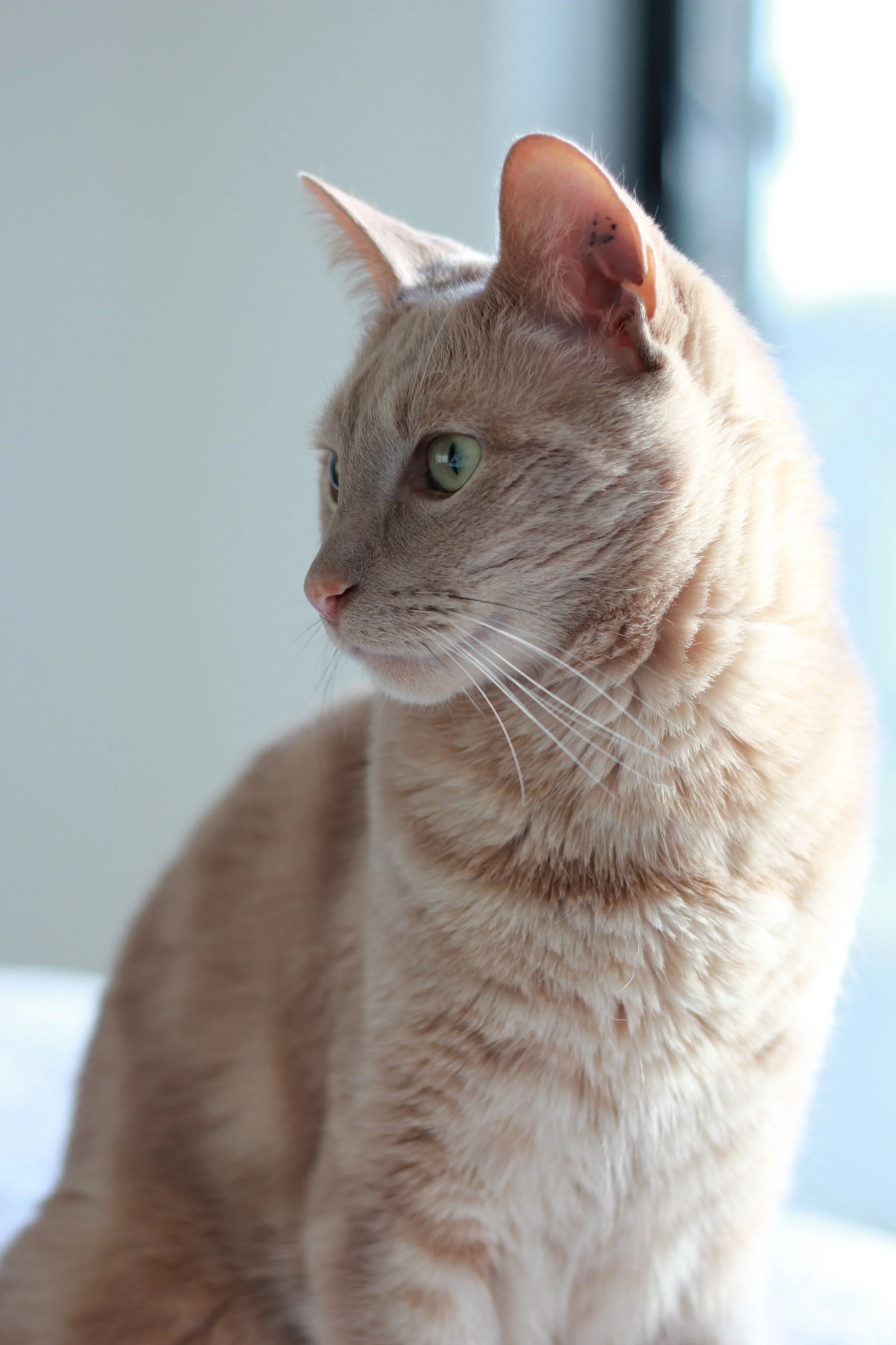 A close-up side profile of a tan tabby cat with green eyes looking to the left, near a bright window.