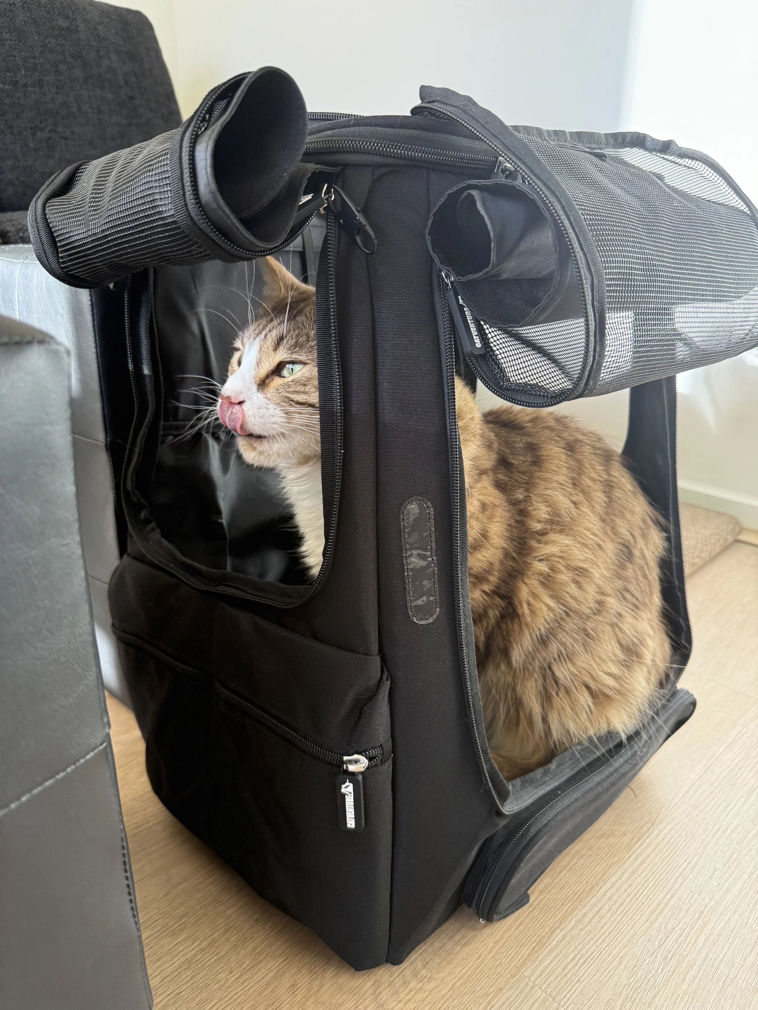 Leigh's cat Apollo, a brown tabby cat with green eyes inside a black pet carrier, looking to the side with its tongue slightly sticking out, on a wooden floor.