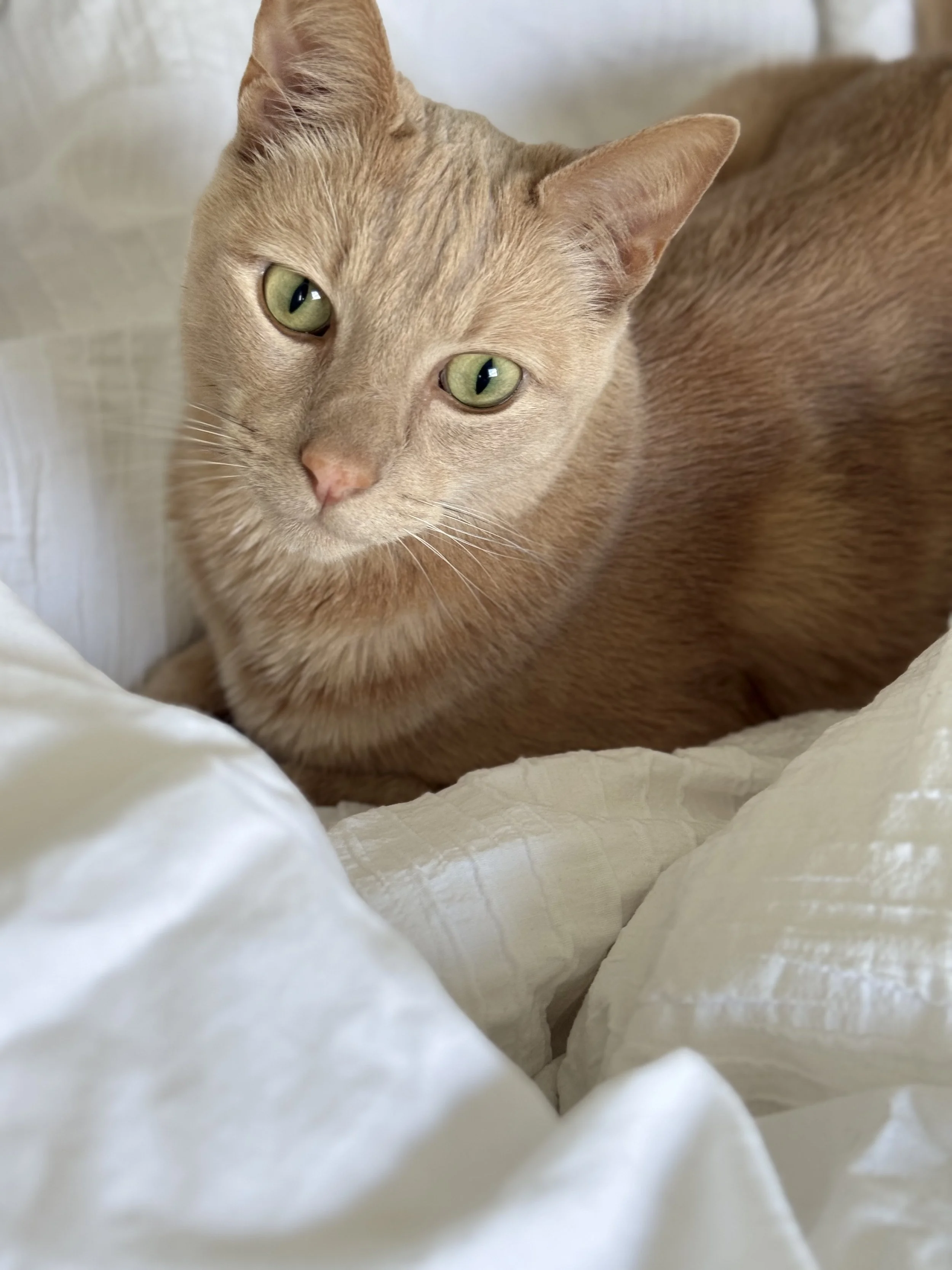 Leigh's cat Kai, close-up of an orange tabby cat with green eyes, lying on a white textured fabric surface.