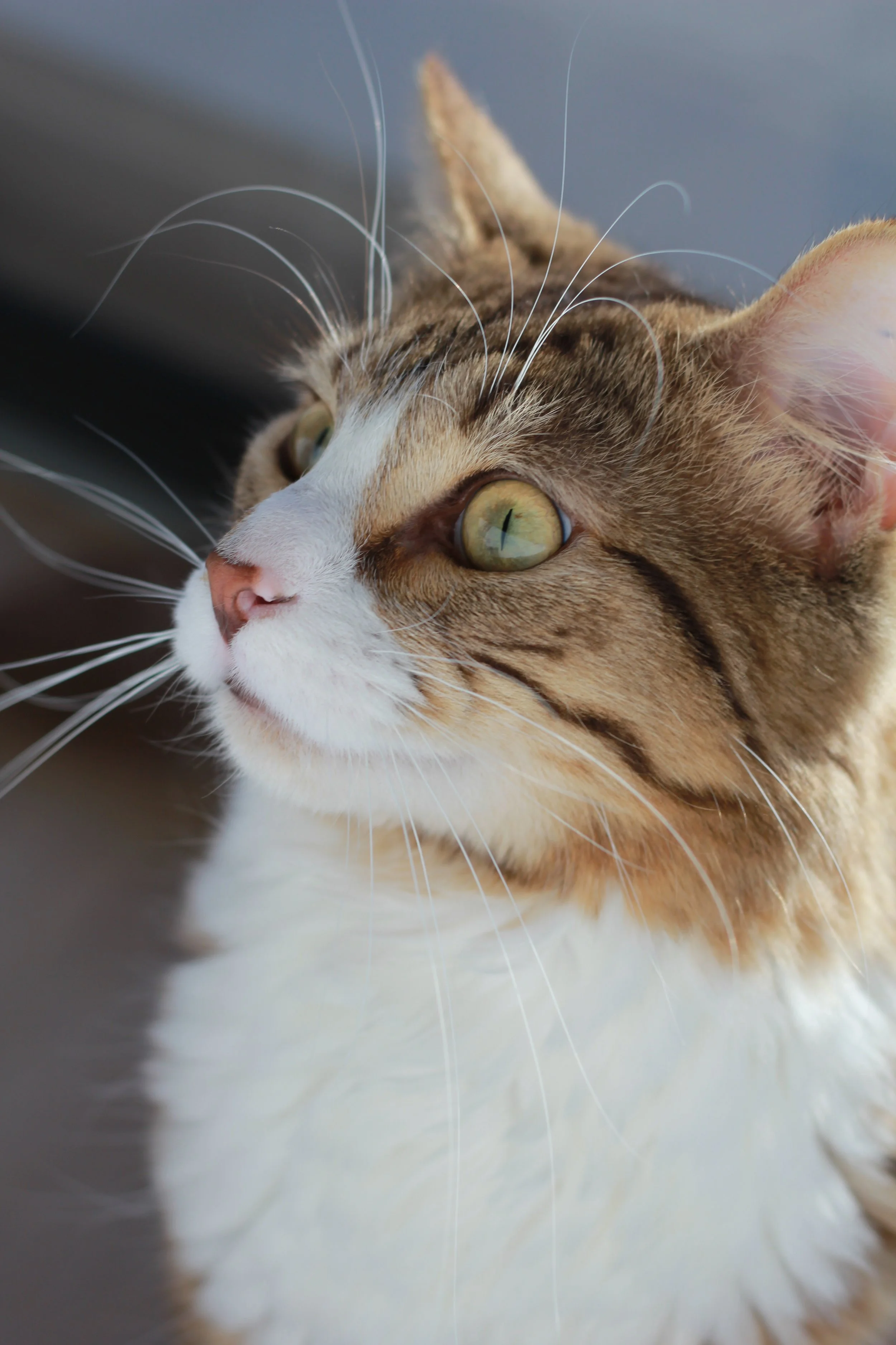 Close-up of a tabby cat with green eyes, white and brown fur, and prominent whiskers, looking to the side.