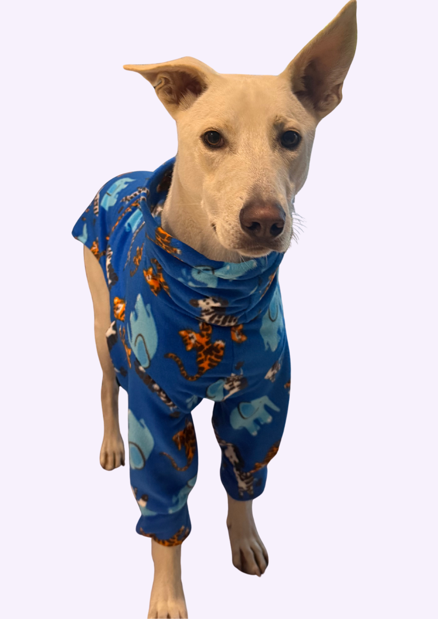 Dog wearing a blue pajamas with tiger and elephant print.