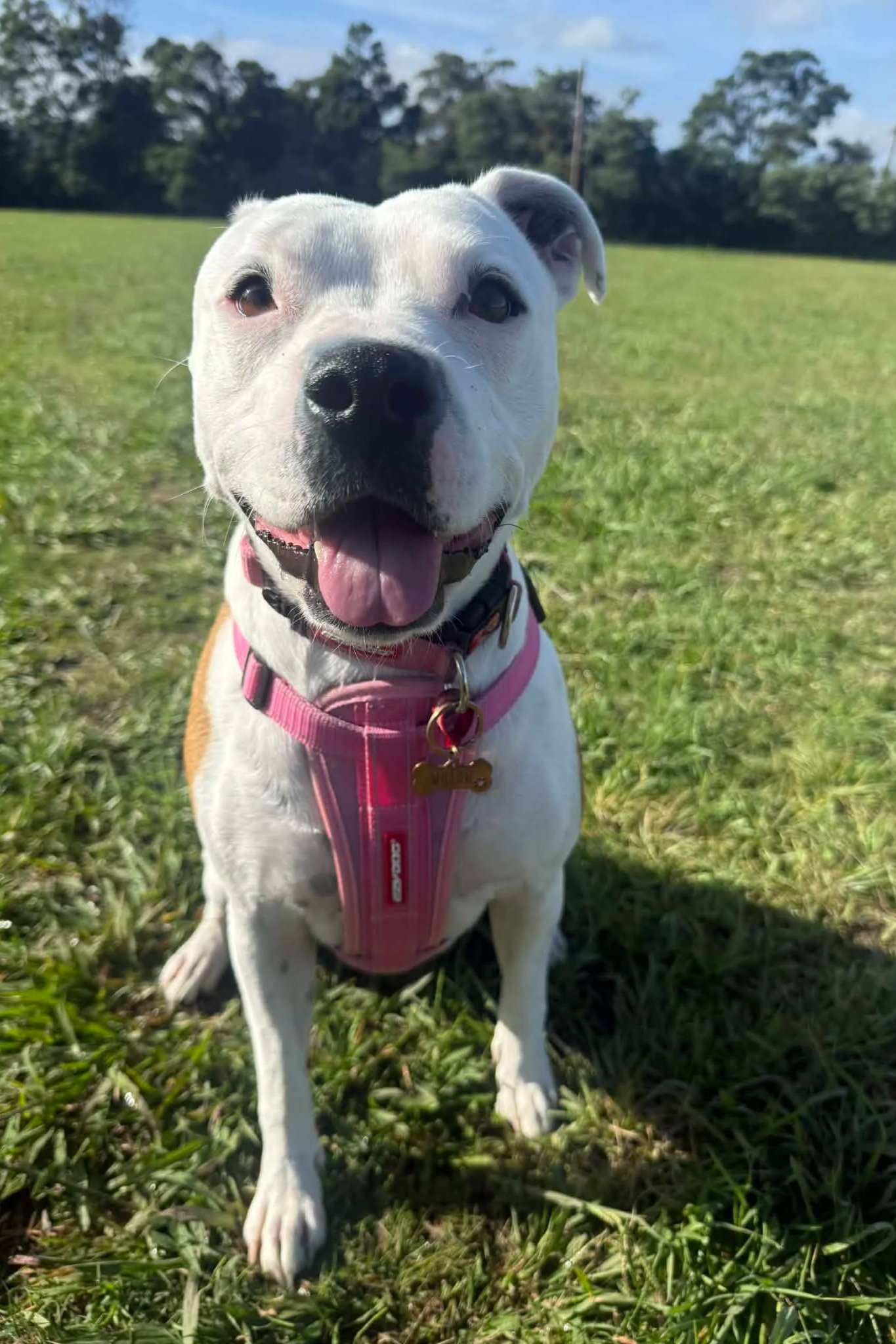 Close-up of a happy white dog with black markings on its face, wearing a pink harness, sitting on grass in an outdoor park with trees in the background.