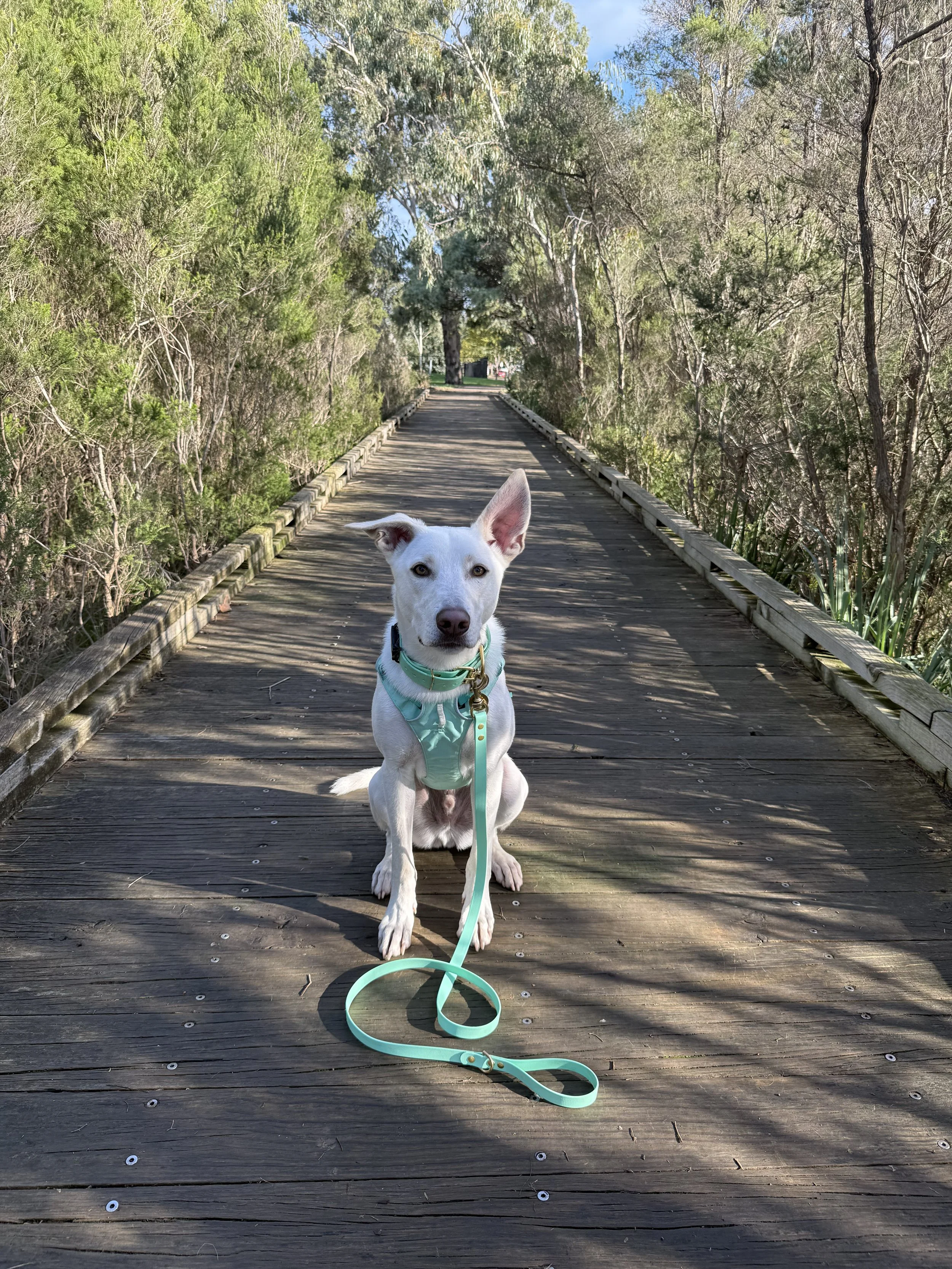 A white dog with pointy ears sitting on a wooden bridge surrounded by green trees and bushy foliage, with a blue sky above.