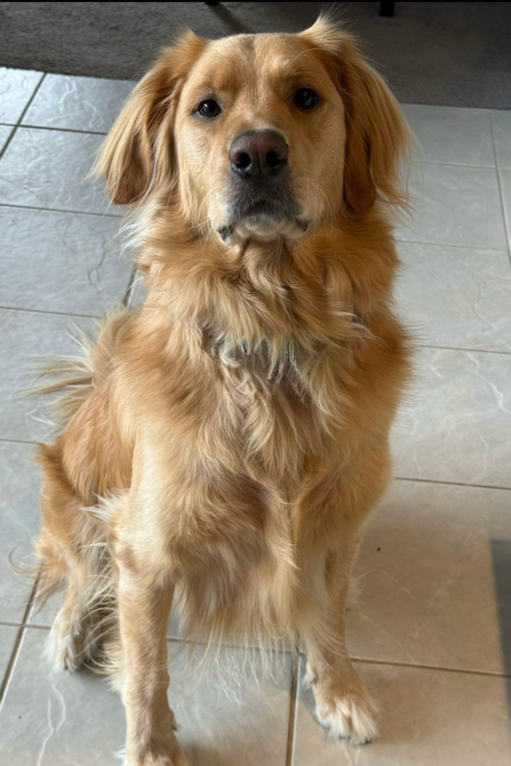 A golden retriever dog sitting on a tiled floor inside a house, looking directly at the camera.