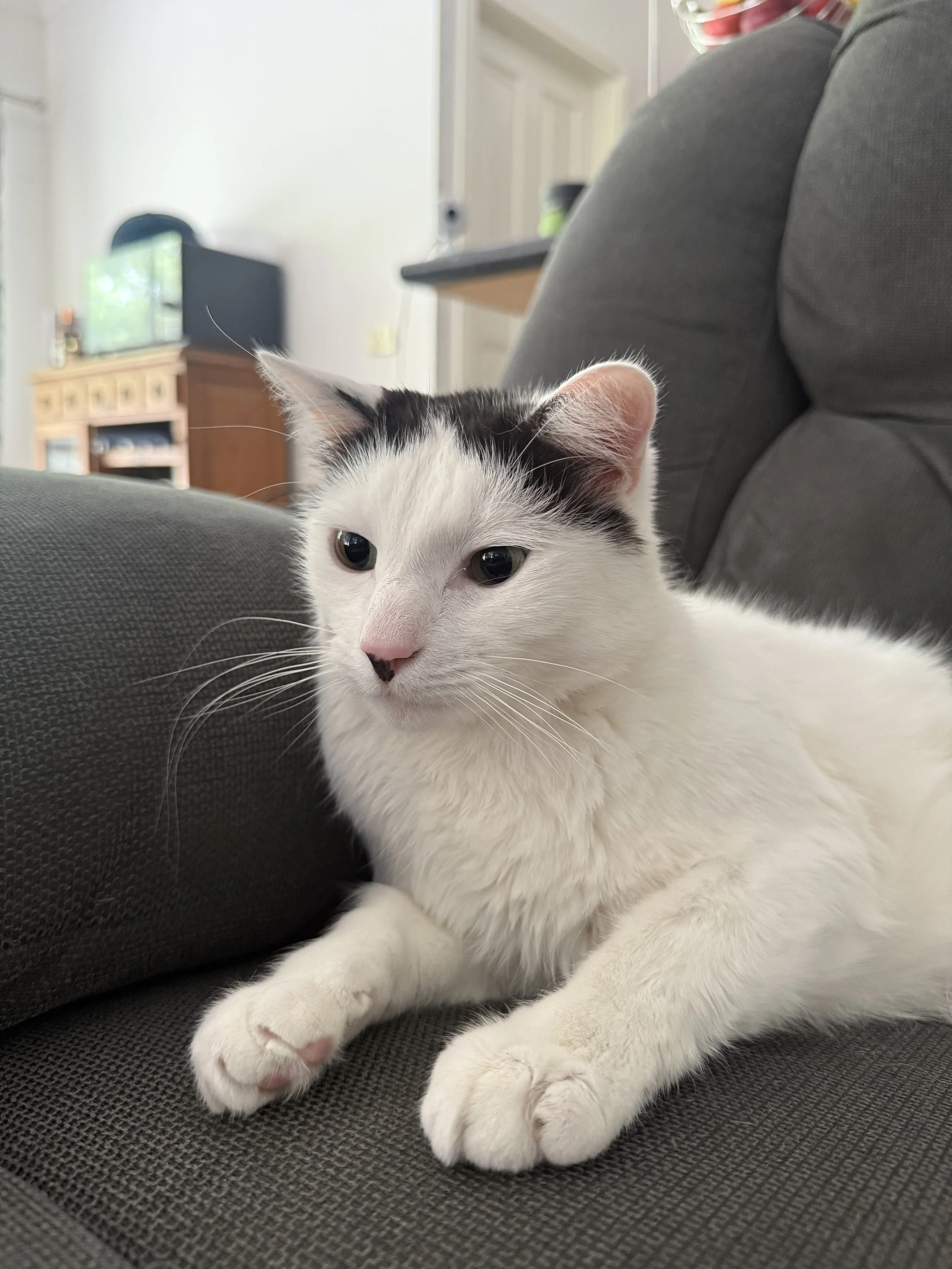 Close-up of a white cat with black patches lying on a dark gray couch, with a background of a living room with a TV and entertainment stand.