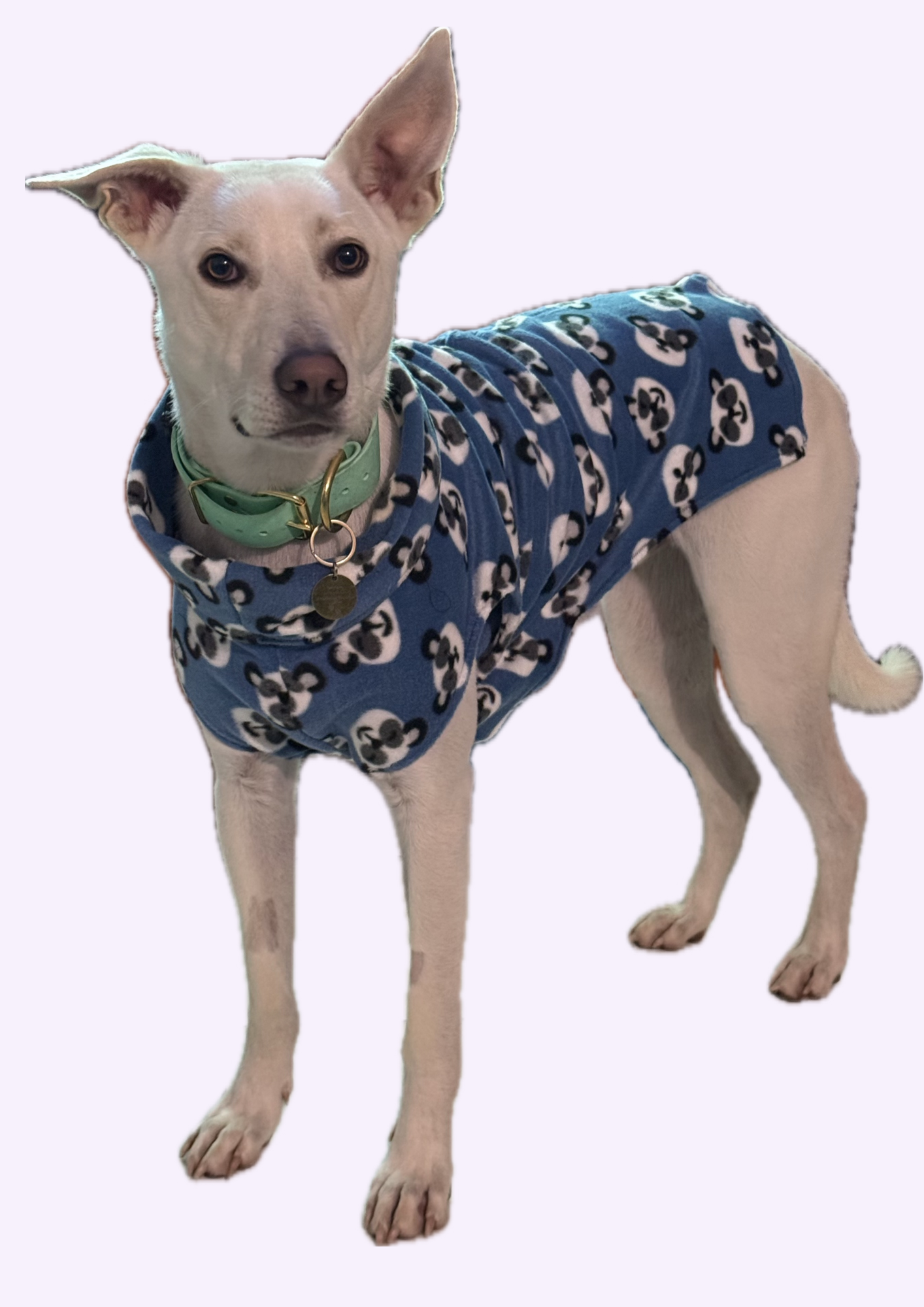 Dog wearing a blue hoodie with panda faces and a green collar with a round tag, standing on a plain background.