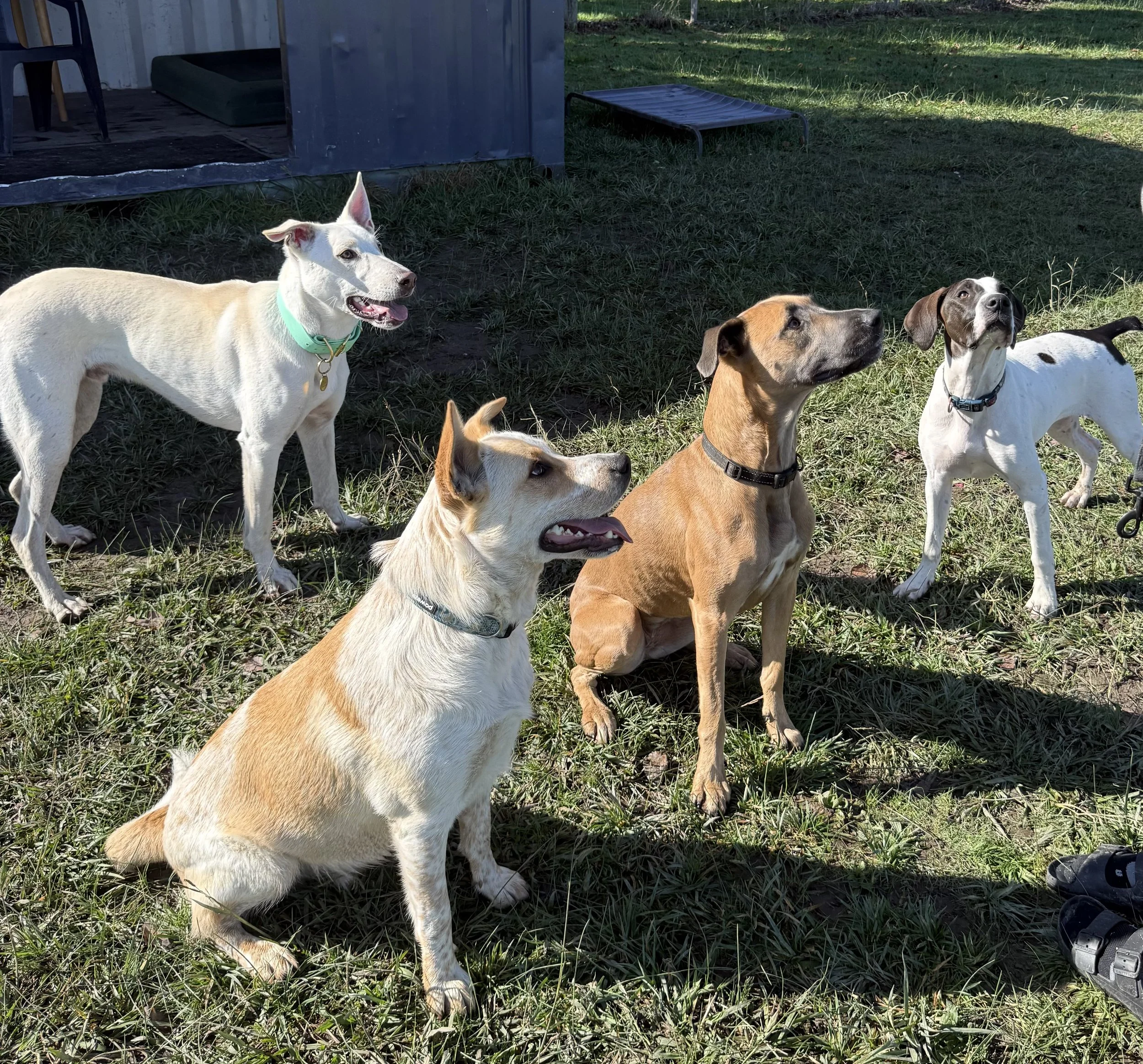 Group of six dogs standing on grass outdoors, near a shed. The dogs vary in size, breed, and coat color, with some looking alert and others relaxed.