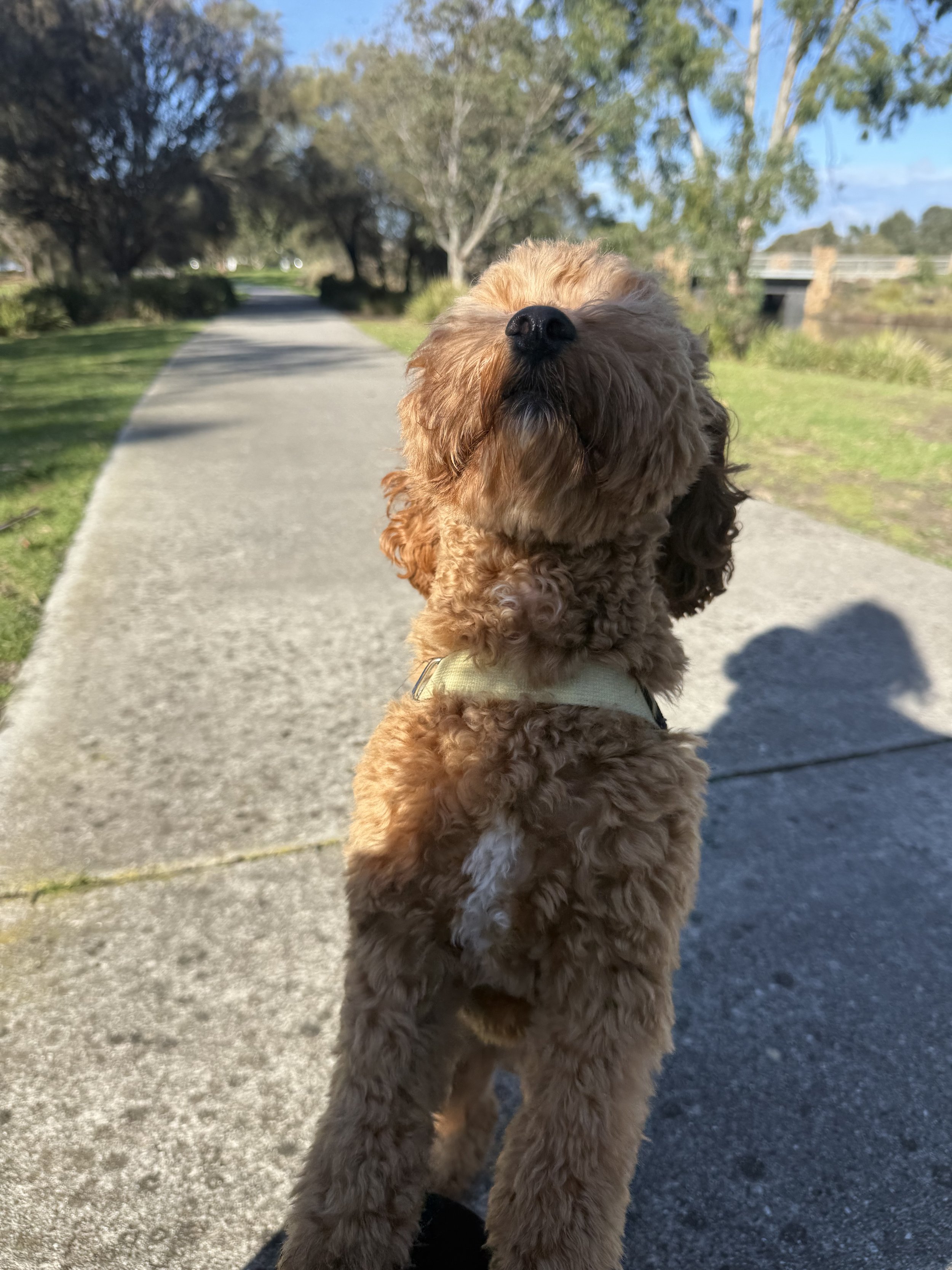 A fluffy, curly-haired brown dog standing on its hind legs on a sidewalk, with trees and a bridge in the background under a blue sky.