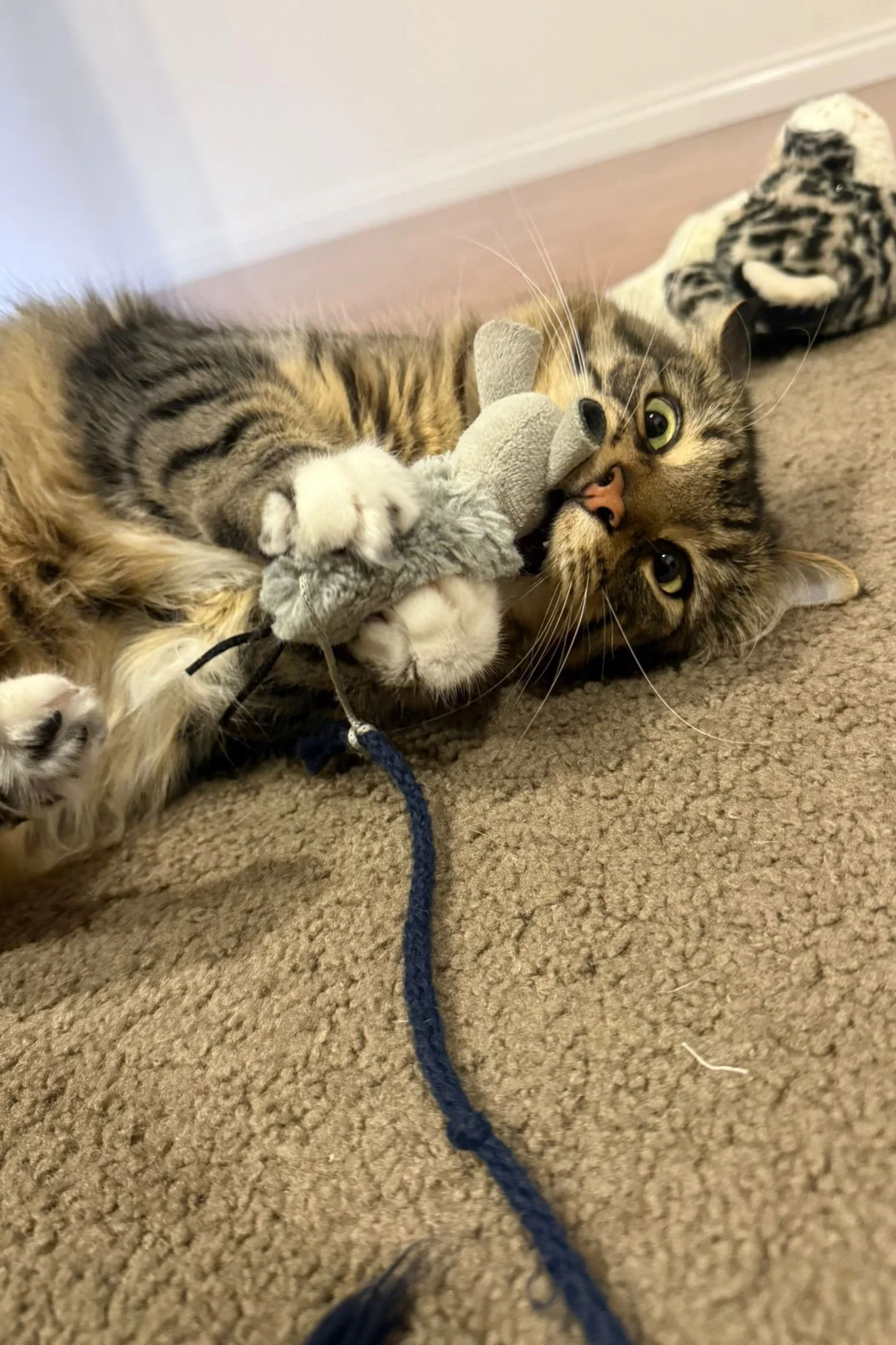 A tabby cat lying on a beige carpet, playing with a gray stuffed toy and a blue leash, with a gray and white stuffed animal in the background.