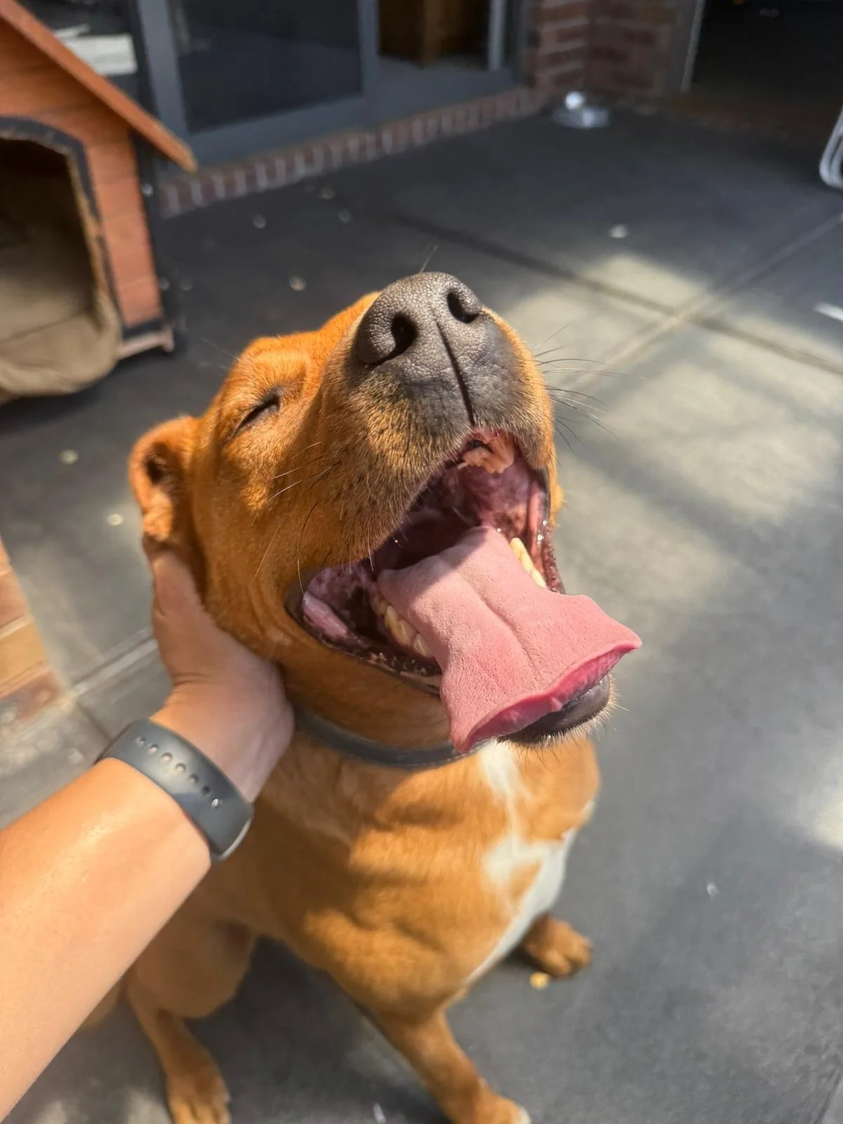Happy brown dog with eyes closed, mouth open, tongue hanging out, held by a person's hand outdoors near a brick building and patio.