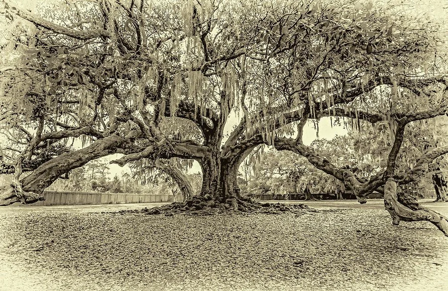 A large, sprawling tree with hanging moss, extending over a body of water, in a park or natural setting.