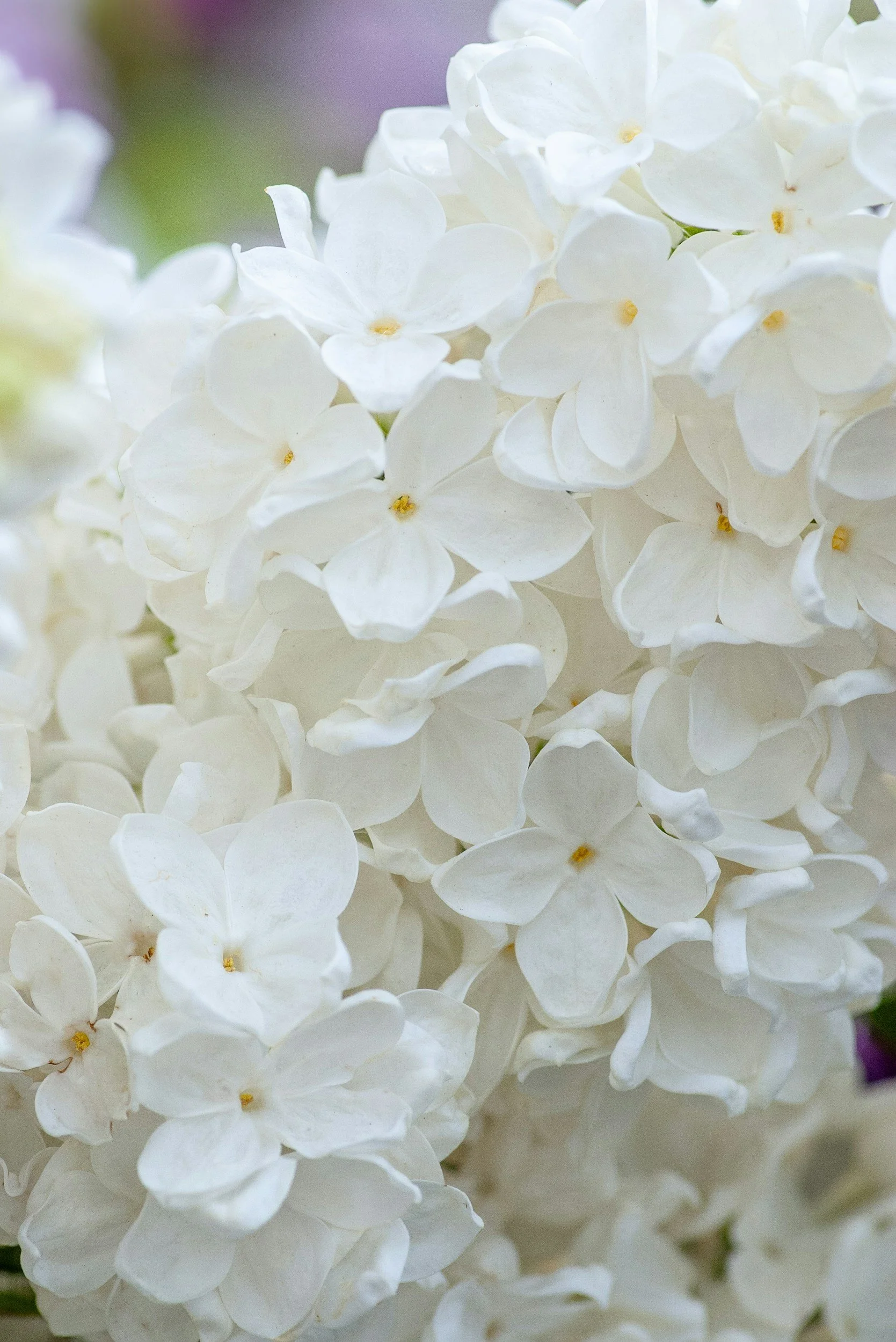 Close-up of white hydrangea flowers with soft focus background.
