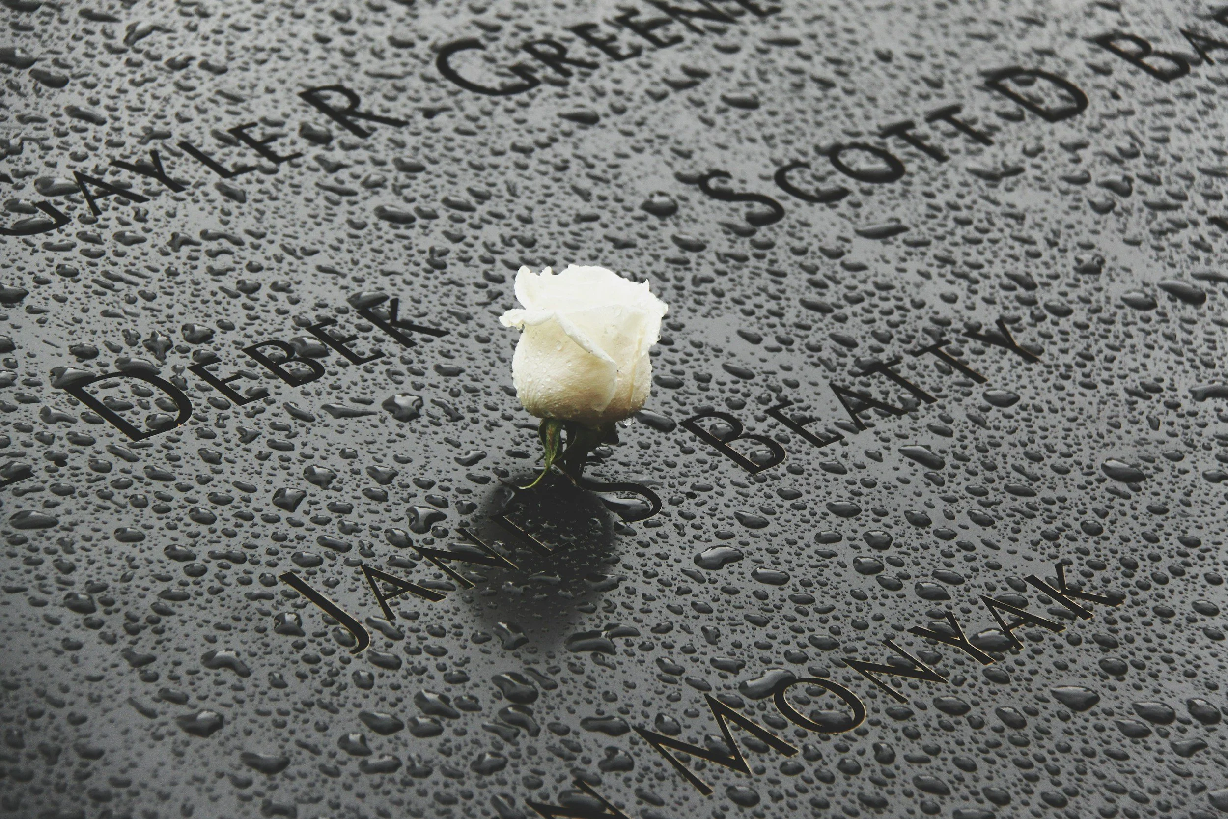 A white rose placed on a black memorial surface with engraved names and a poem, with water droplets on the surface.