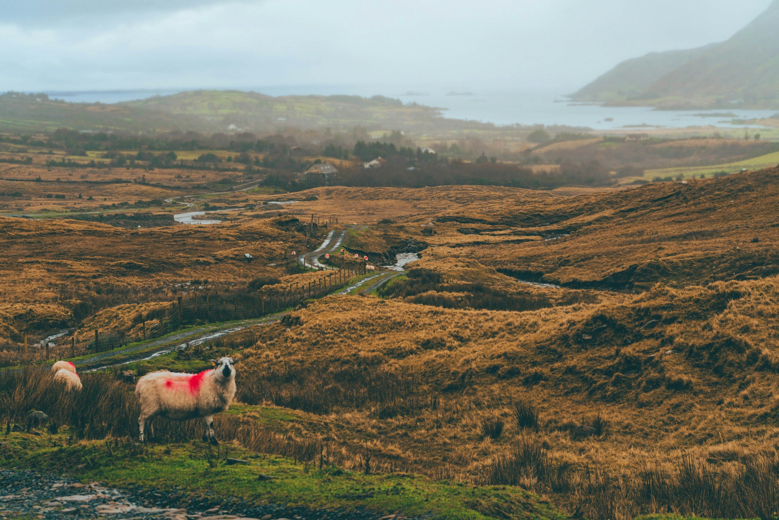 Scenic landscape of rolling brown hills and distant water with mountains and cloudy sky in the background, featuring two sheep with red markings in the foreground.