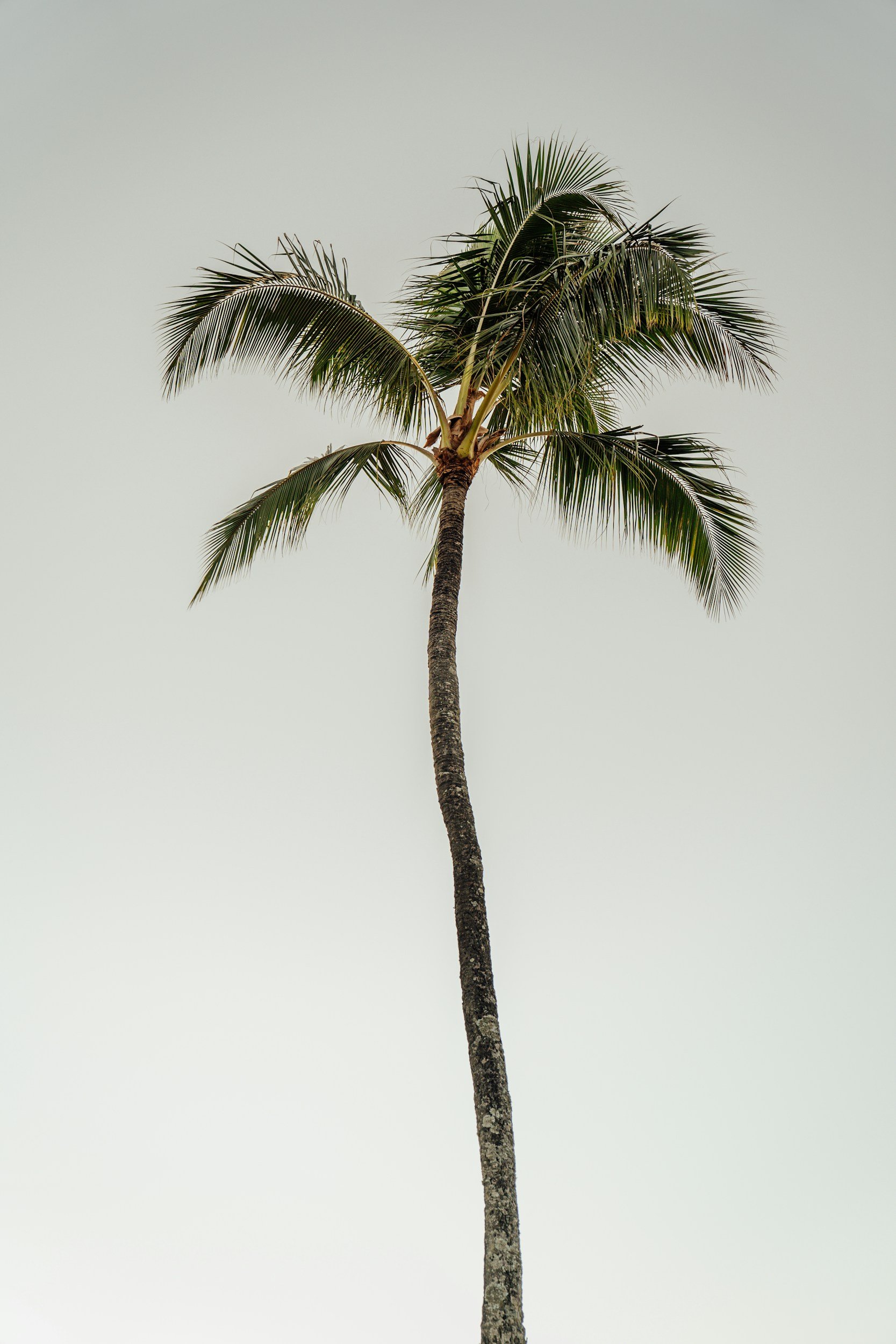 Wild Palms Aesthetics & Wellness is a luxury Medical Spa in Mount Pleasant, South Carolina.