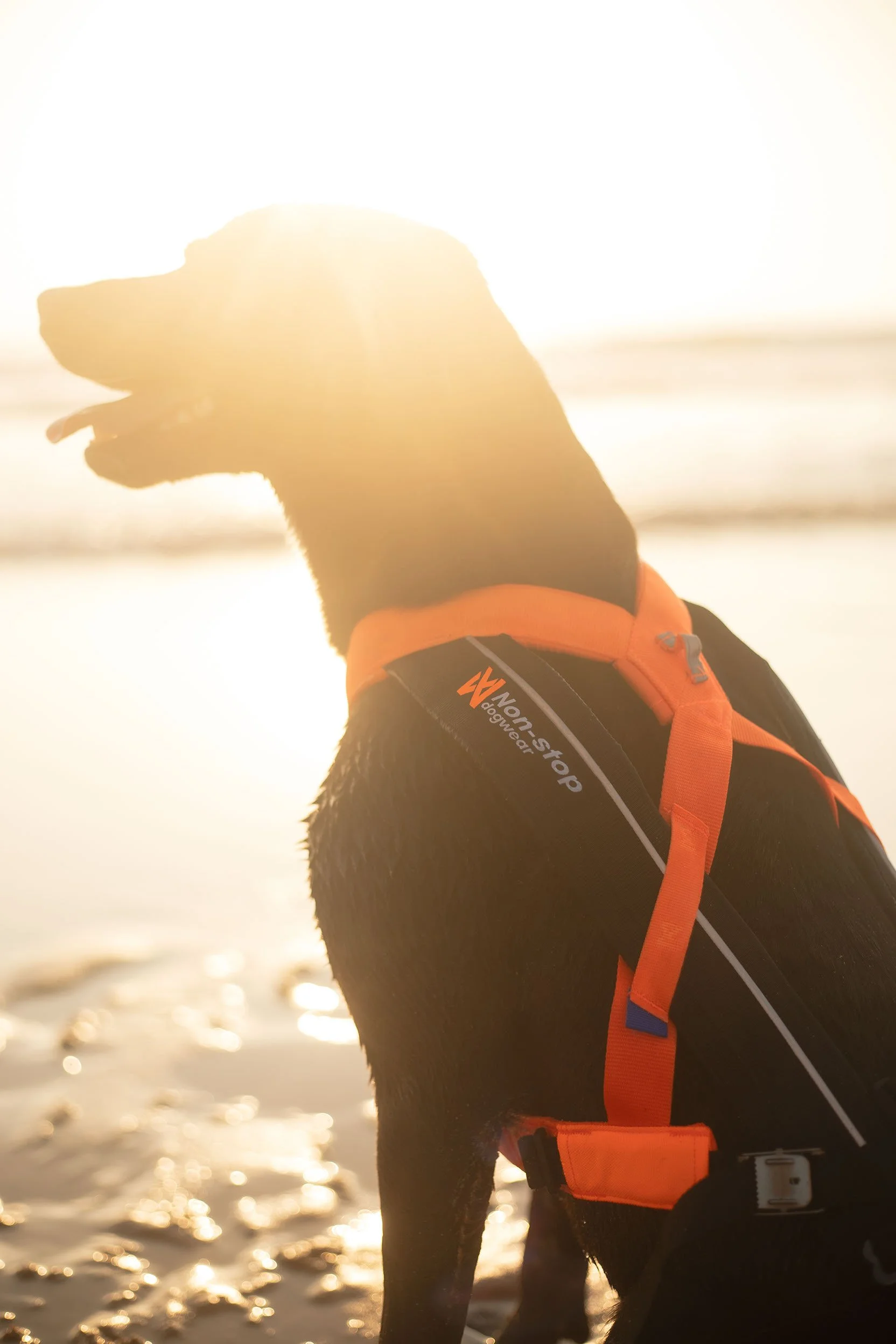 Nonstop_Dogwear_Brandshooting_Portugal20250610_0034.jpg