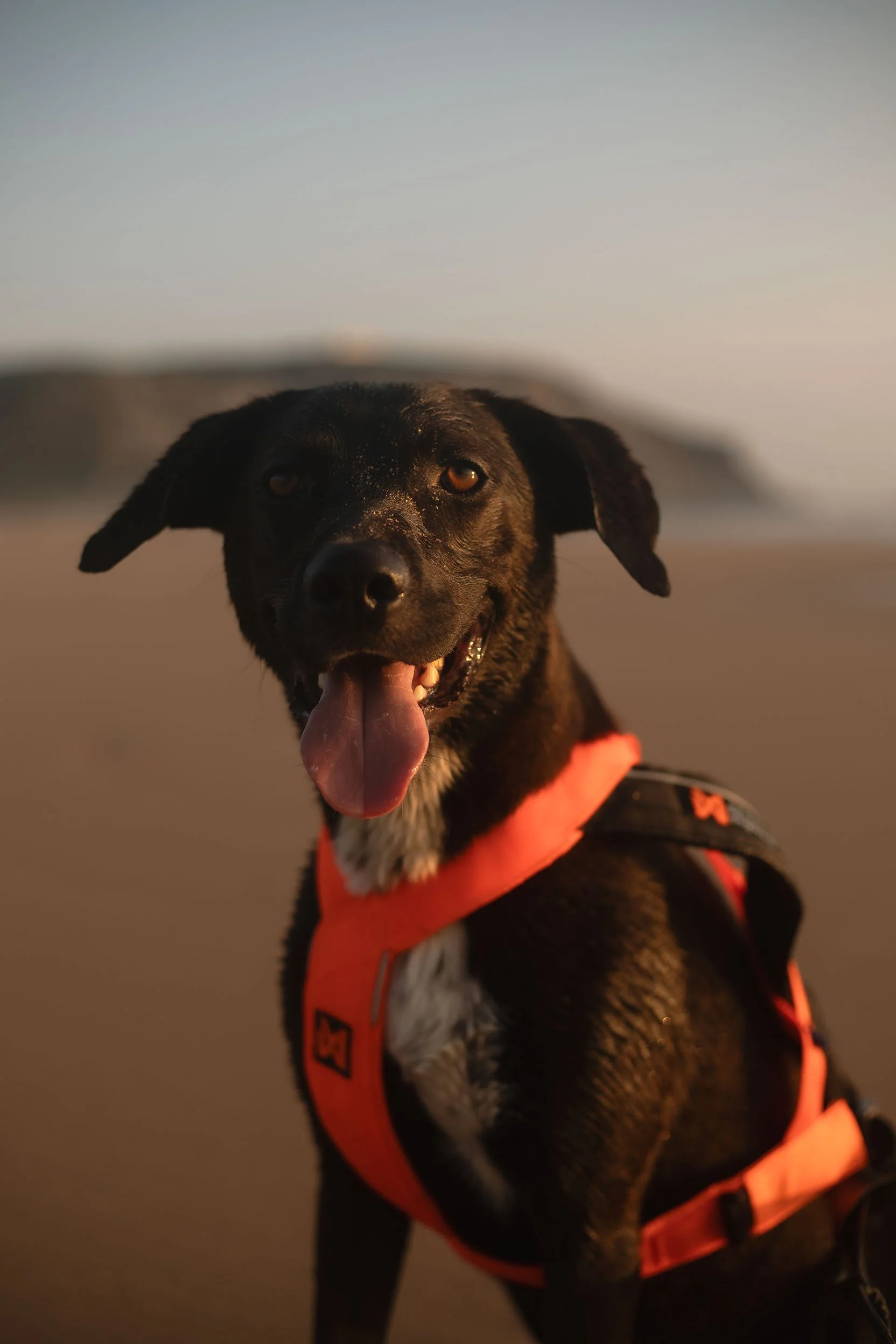 Nonstop_Dogwear_Brandshooting_Portugal20250610_0067.jpg