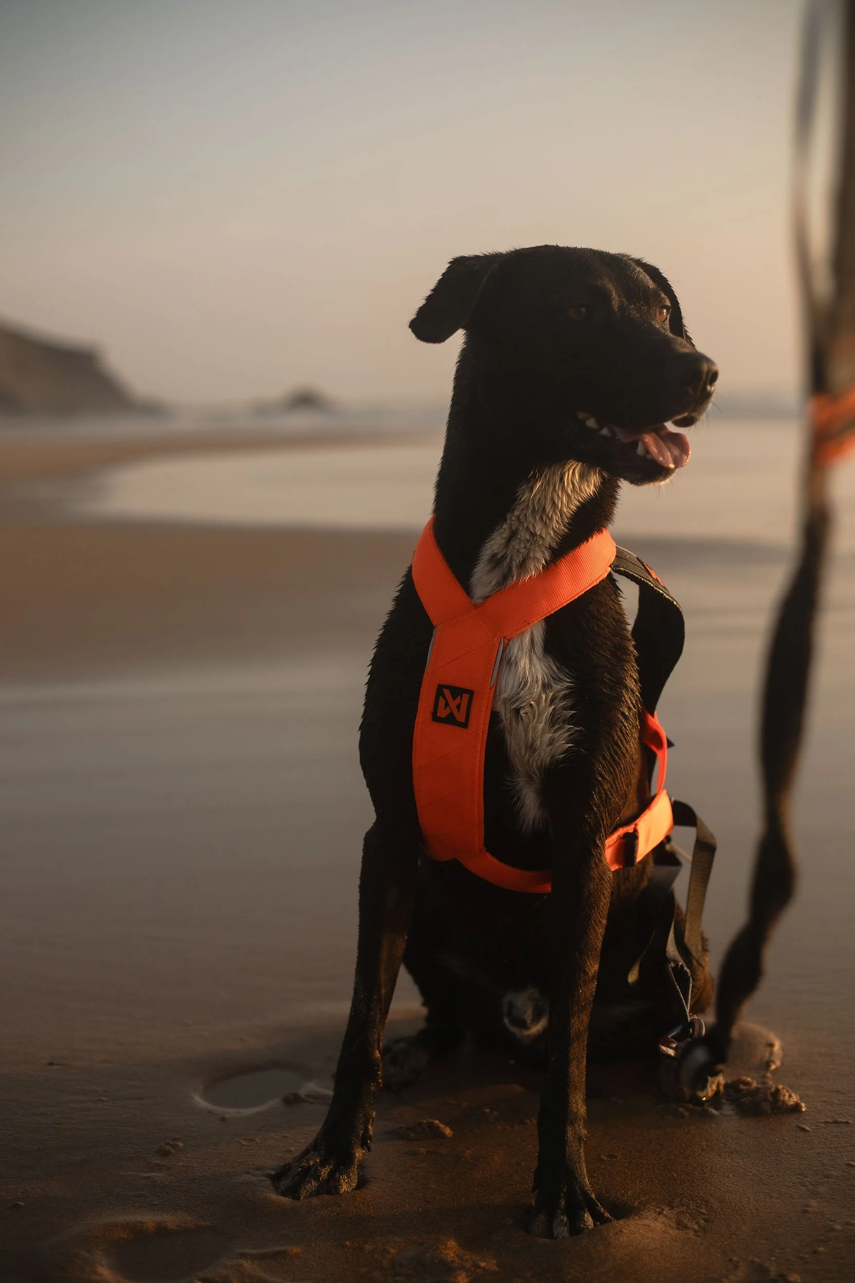 Nonstop_Dogwear_Brandshooting_Portugal20250610_0057.jpg