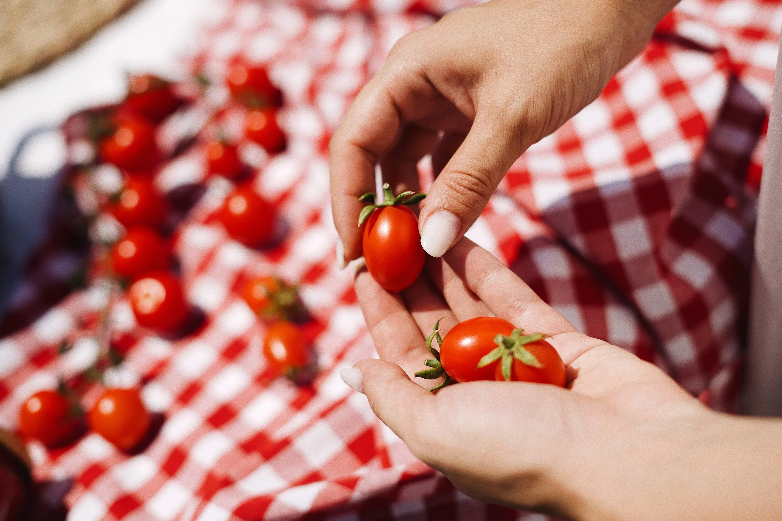 Ci sono sapori che vanno custoditi, come il nostro @pomodorinodimanduria 

Piccolo, ovale, dalla buccia sottile e dal colore rosso intenso, &egrave; una variet&agrave; profondamente legata alla nostra terra e a una
tradizione agricola che rischiava d
