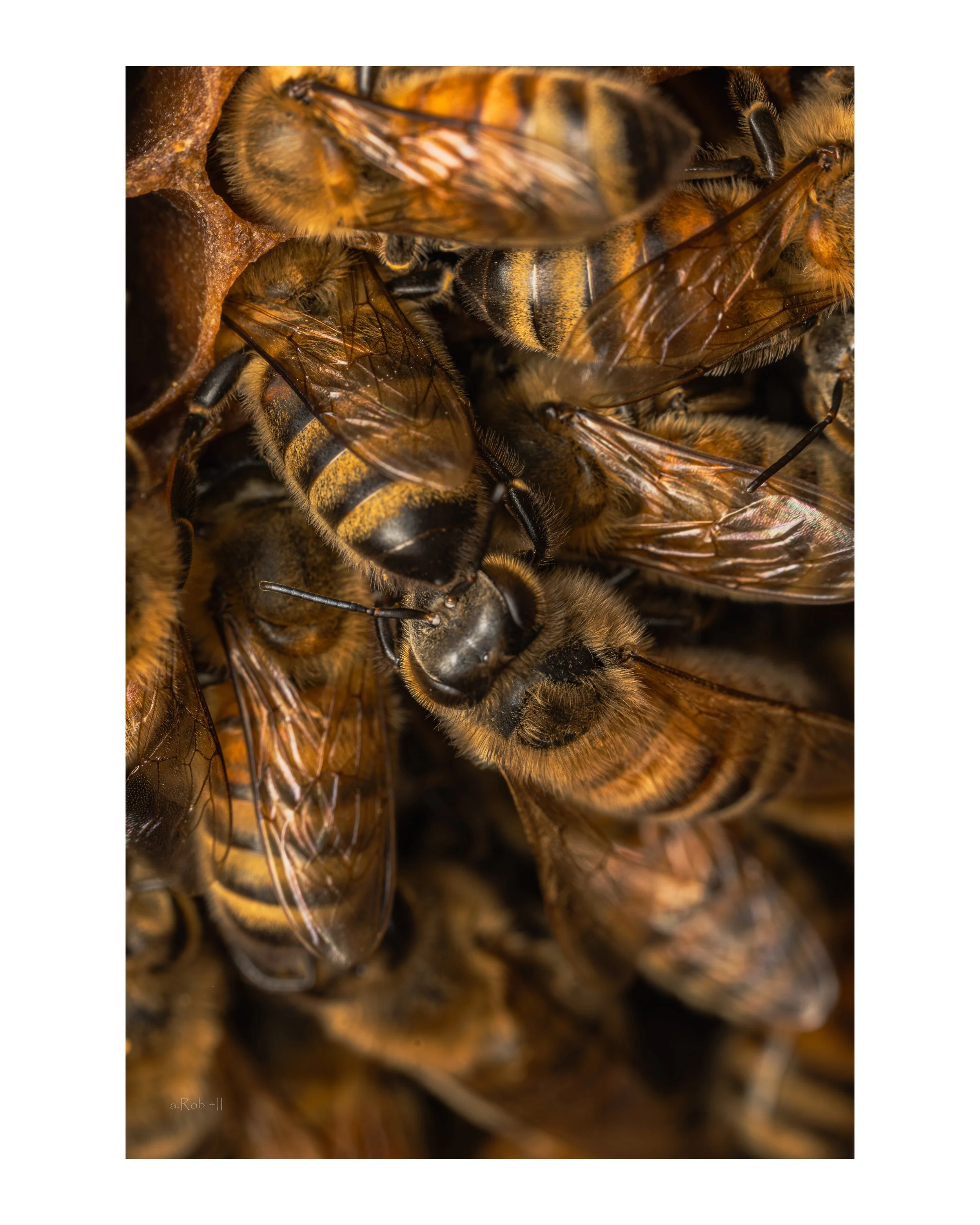 Hive 2