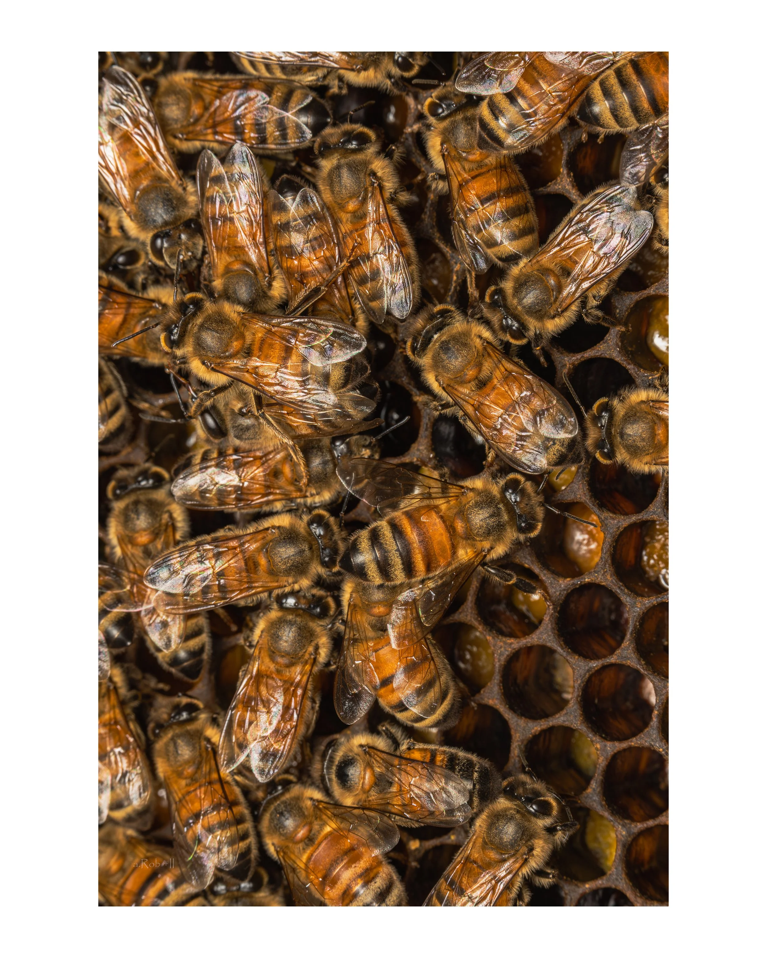 Hive 1