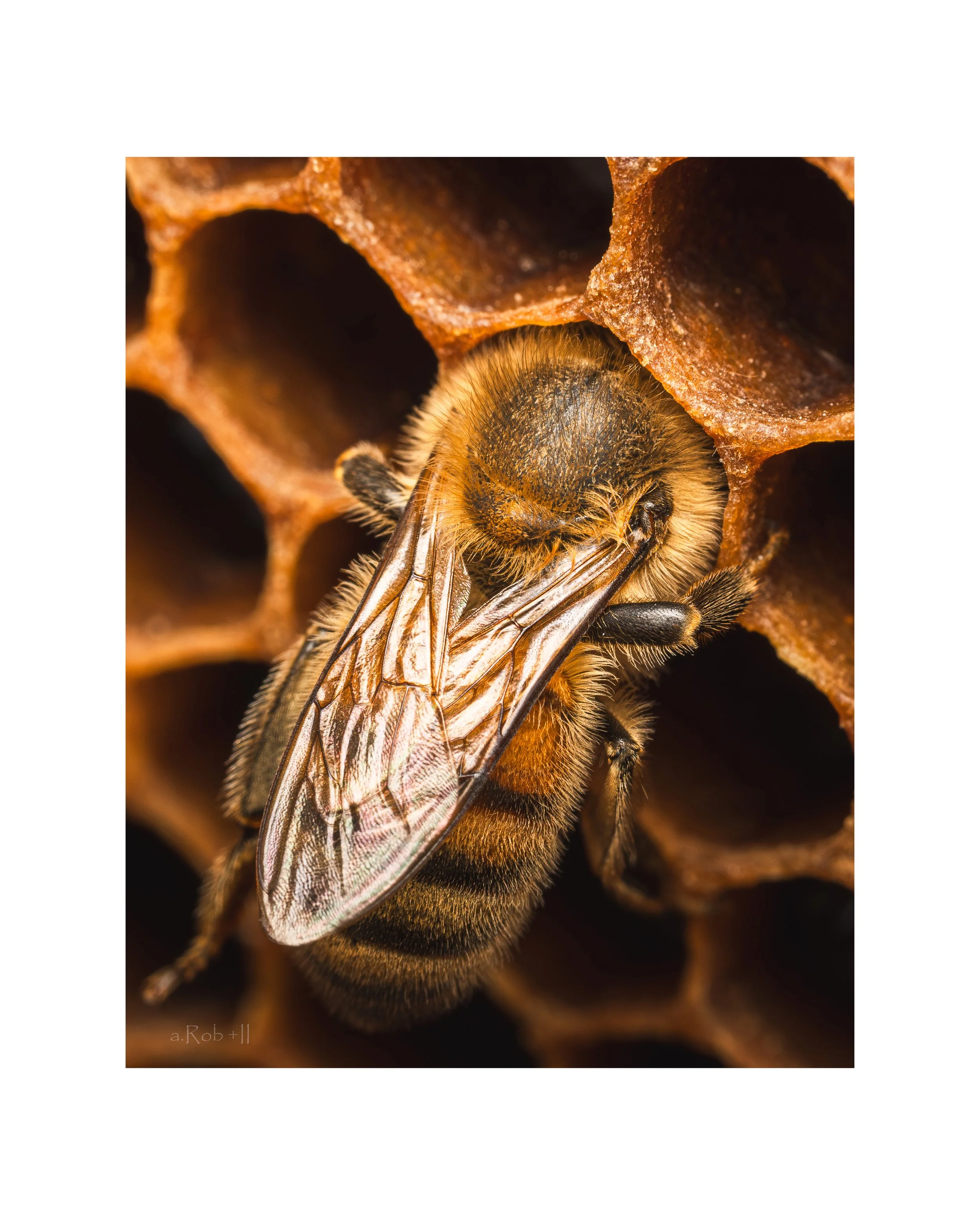 hive1.jpg