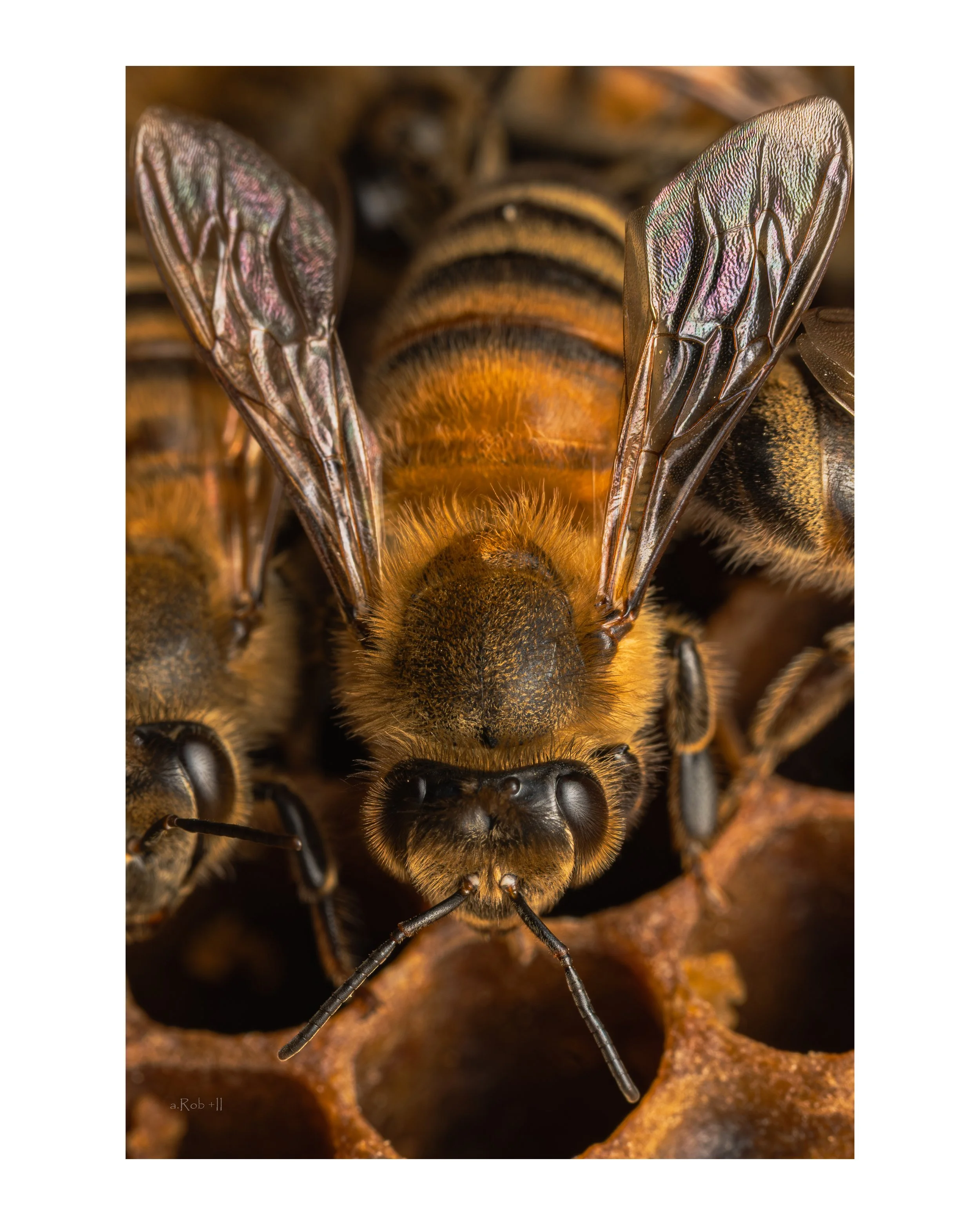 Hive 3